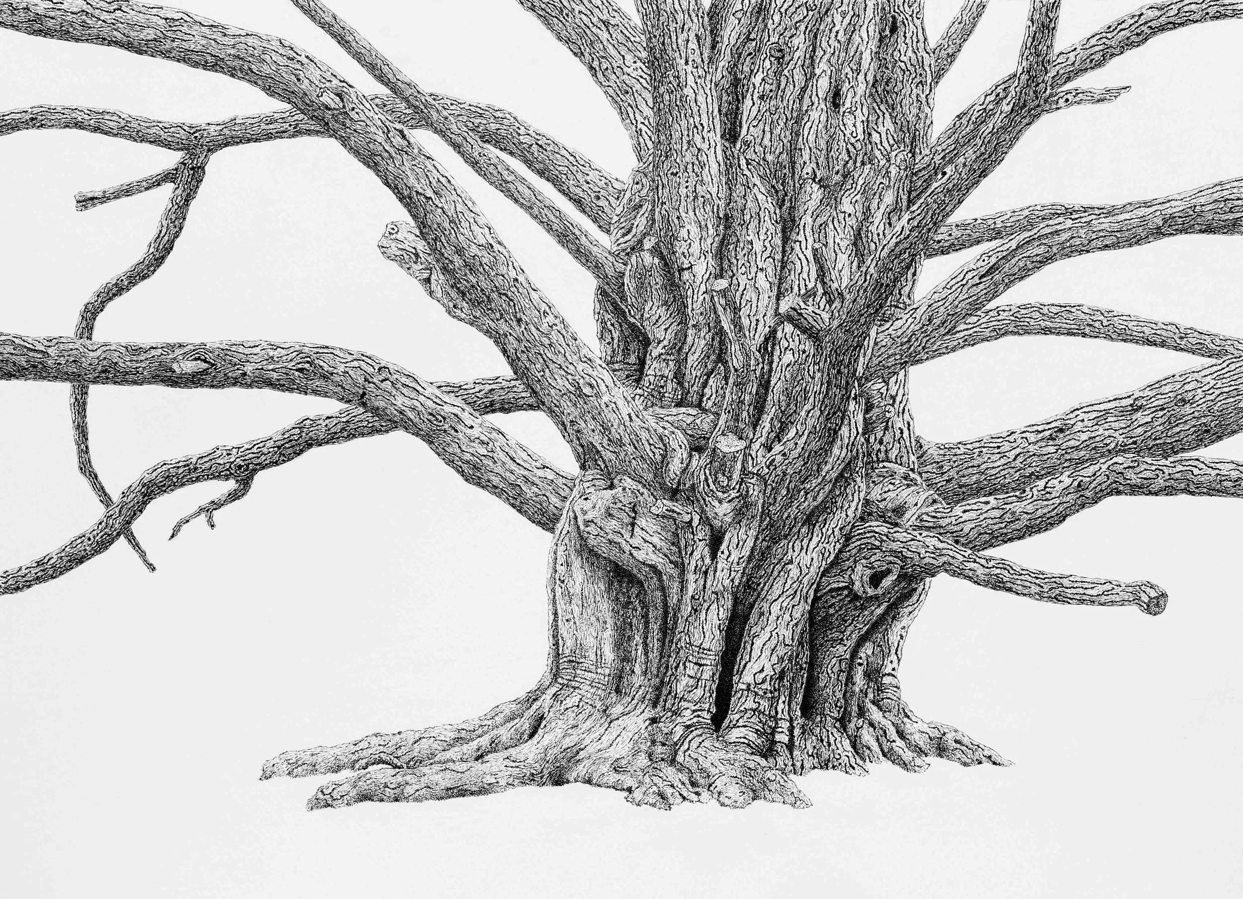 MATURE YEW TREE   
Fine Line Pen on A3 watercolour paper
Inspired by own photo from Newlands Corner, Albury, Guildford, Surrey, UK.
Each tree is so unique, individual and can thrive so much amazing character with age. The old mature trees at this pla