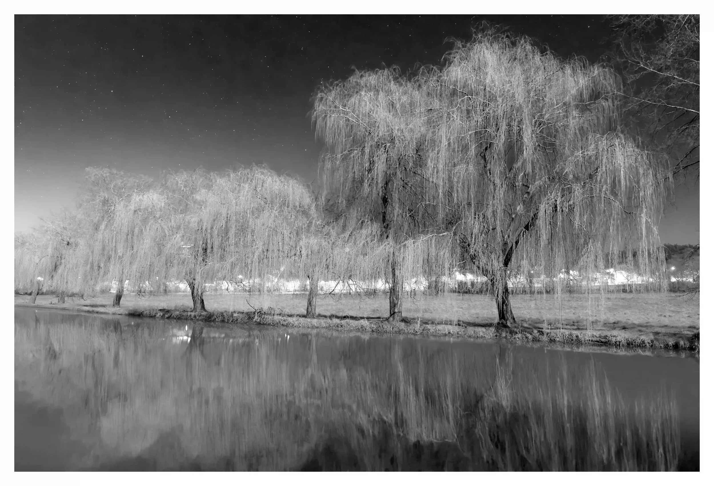 WEEPING WONDROUSLY UNDER MOONLIGHT B&W
On this fresh moonlit night my eyes were caught by the line of willow trees; all looked as they were in rhythm and performing a dance along the banks of the river. Nature has this magical way of portraying such 