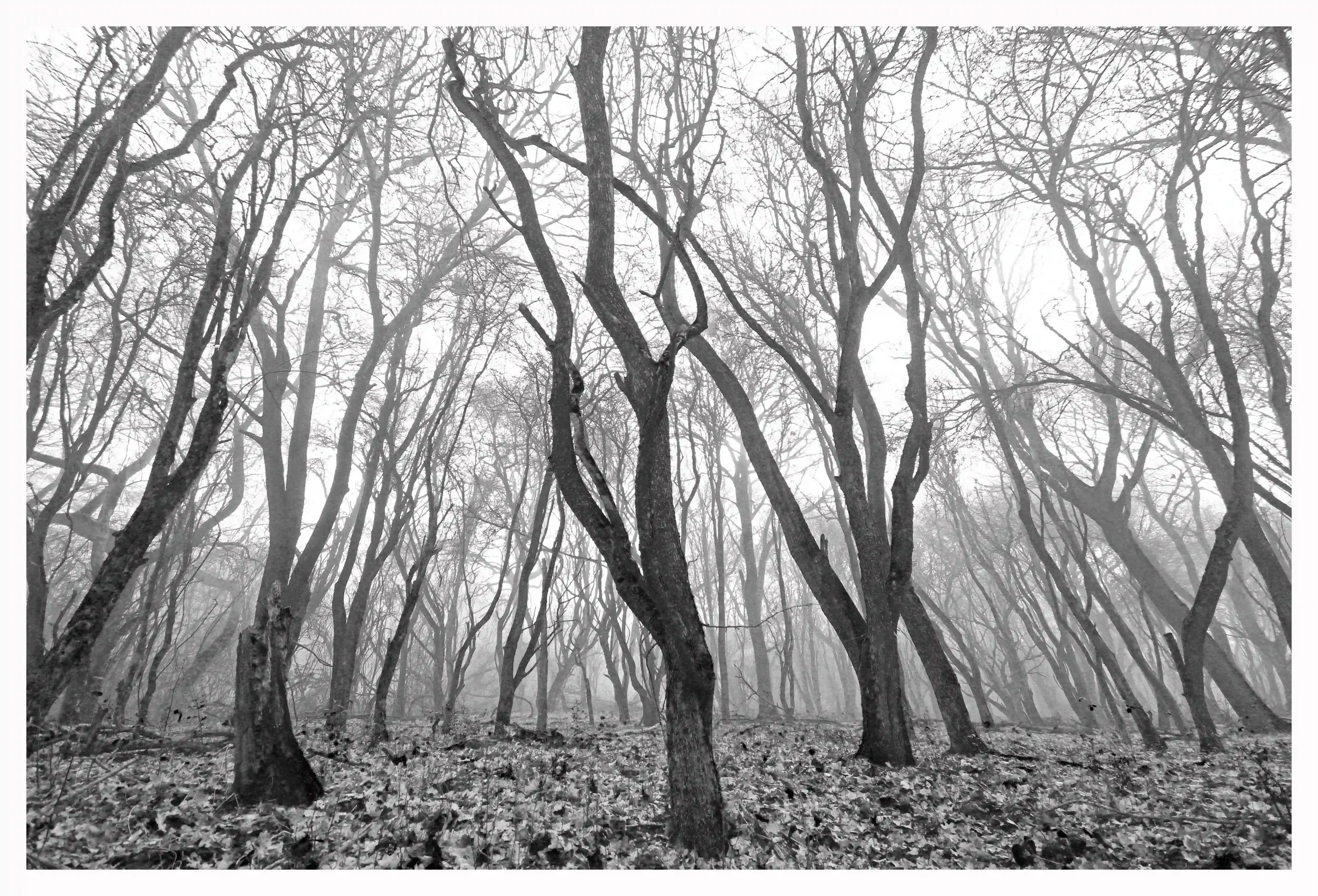 REACHING B&W
It had been a cold and foggy night as I strolled through the woods at dawn. There were two things that caught my imagination here; firstly, appearing is these trees were trying to reach free of the woods and above the fog. Secondly; as i