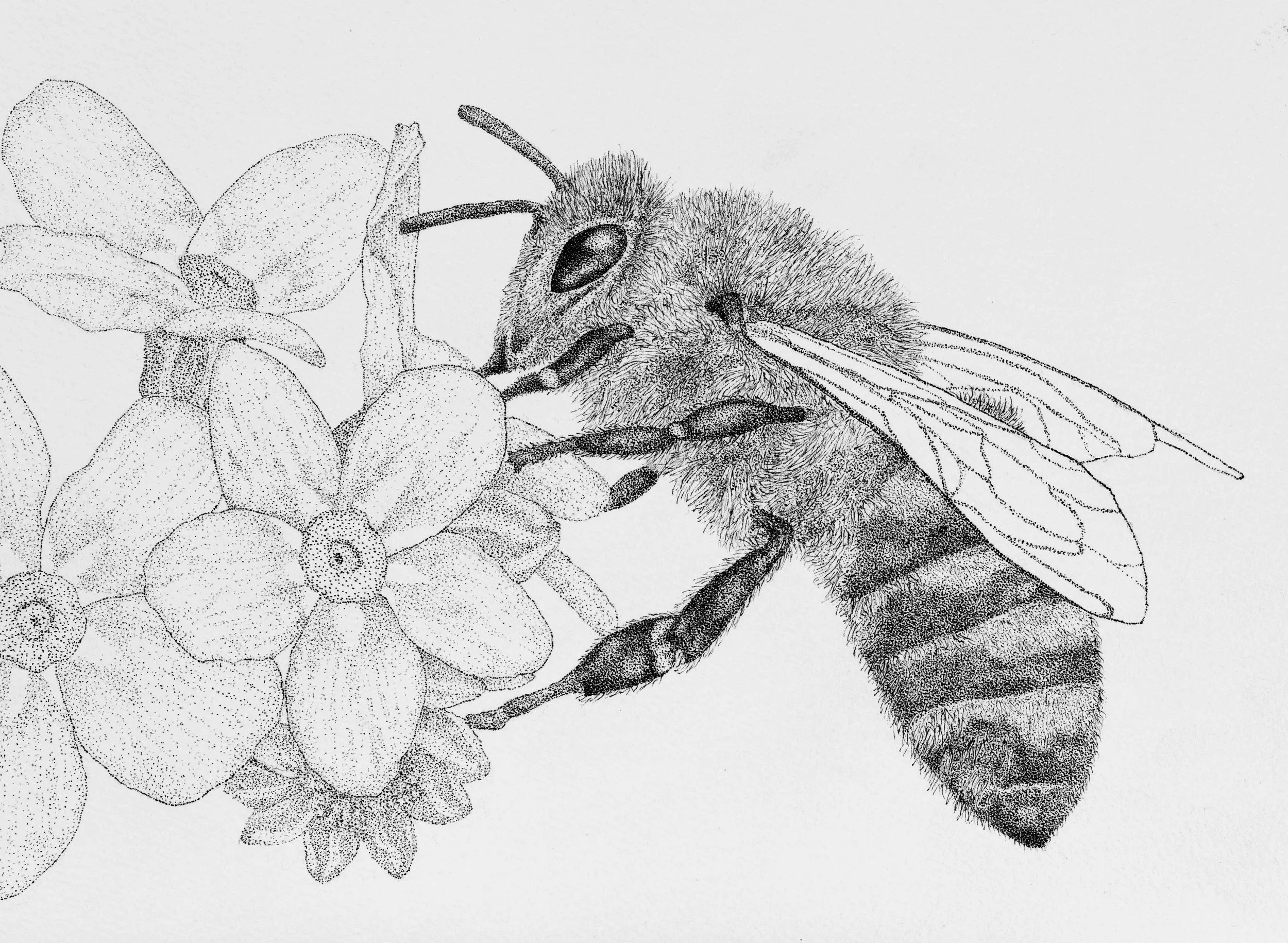 HONEY BEE: By working from my own photo taken of this wonderful Honey bee; I am able to look closely at the intricate fine details and stunning delicate character of the honey bee.  Fine Line pens, Original on A4 watercolour paper.