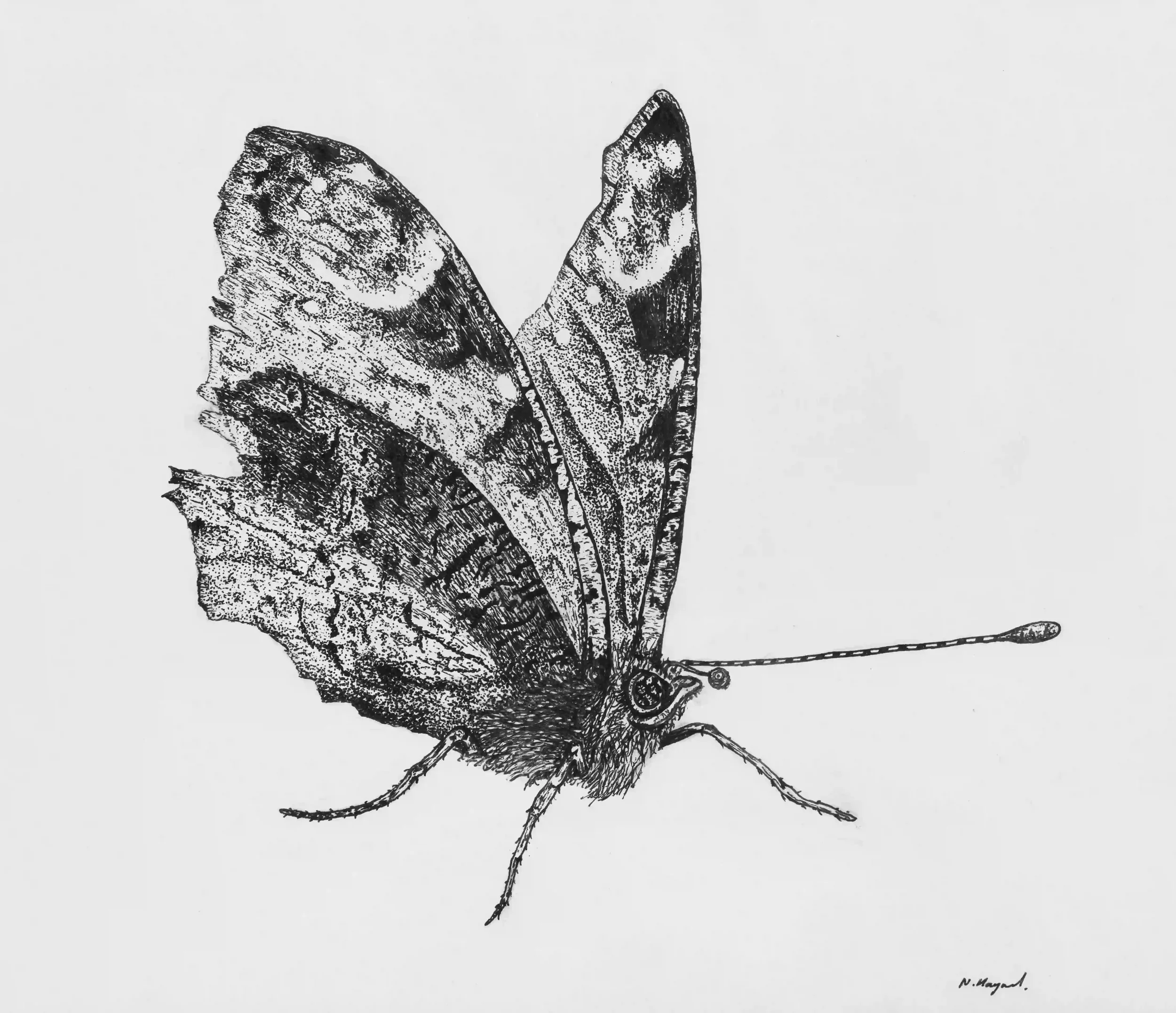 FINE DETAIL BUTTERFLY; By not using colour I became highly appreciative of the fine details and character of this butterfly I had photographed. Fine Line pen, Original on A4 watercolour paper.