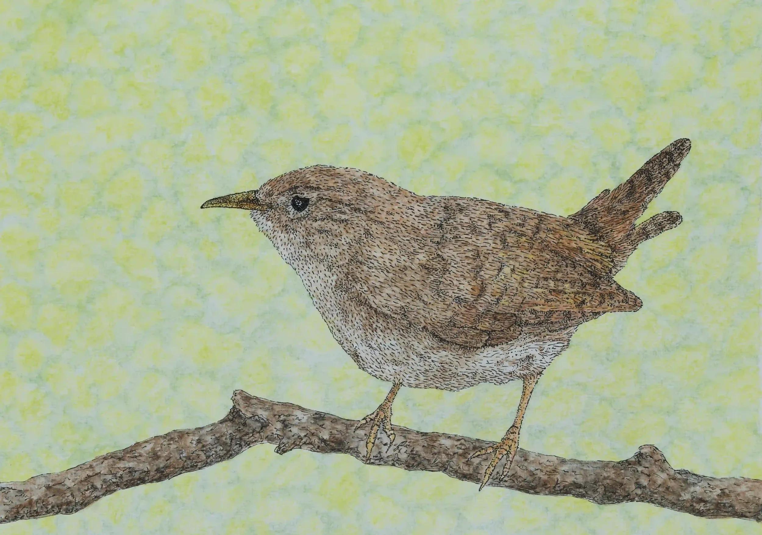WREN; Such amazing small birds with great character. They can move so quickly and intricately, even amongst small spaces. Inspired by own photo. Fine line pen on A4 watercolour paper.