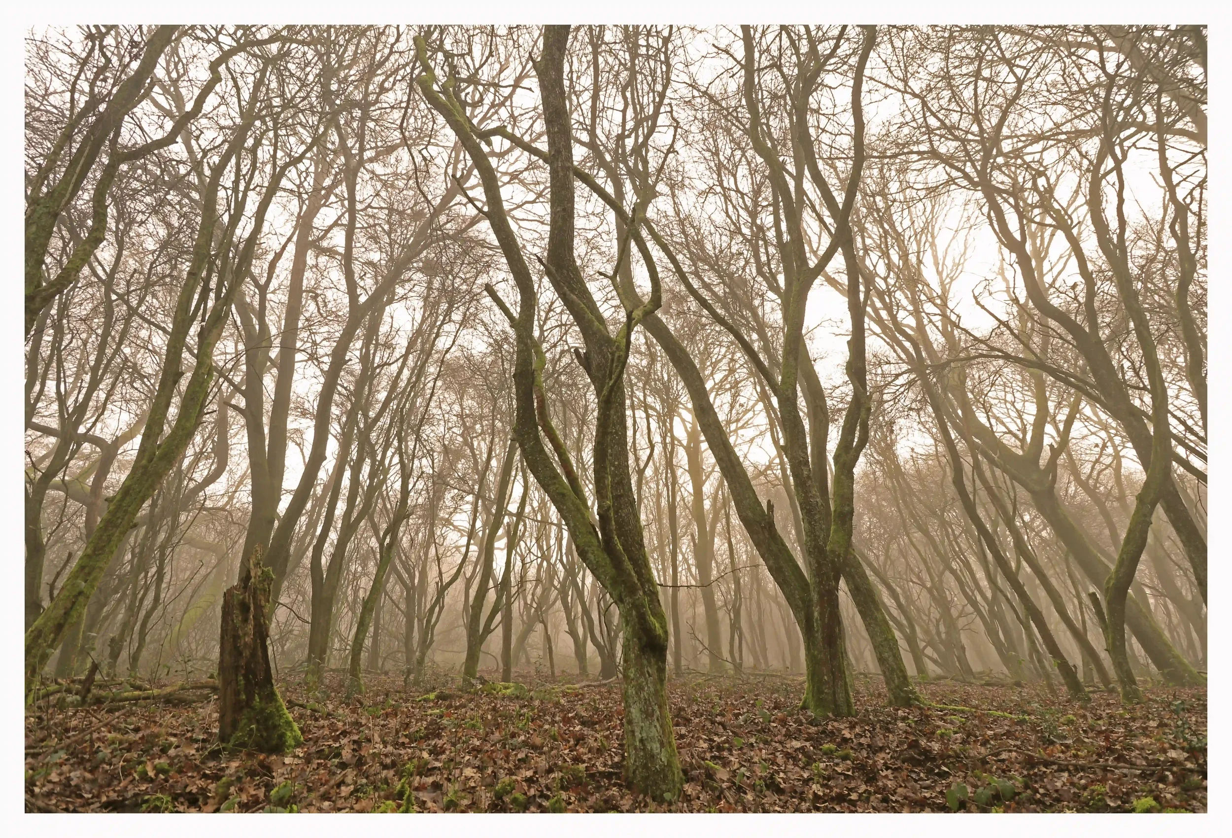 REACHING 
It had been a cold and foggy night as I strolled through the woods at dawn. There were two things that caught my imagination here; firstly, appearing is these trees were trying to reach free of the woods and above the fog. Secondly; as if t