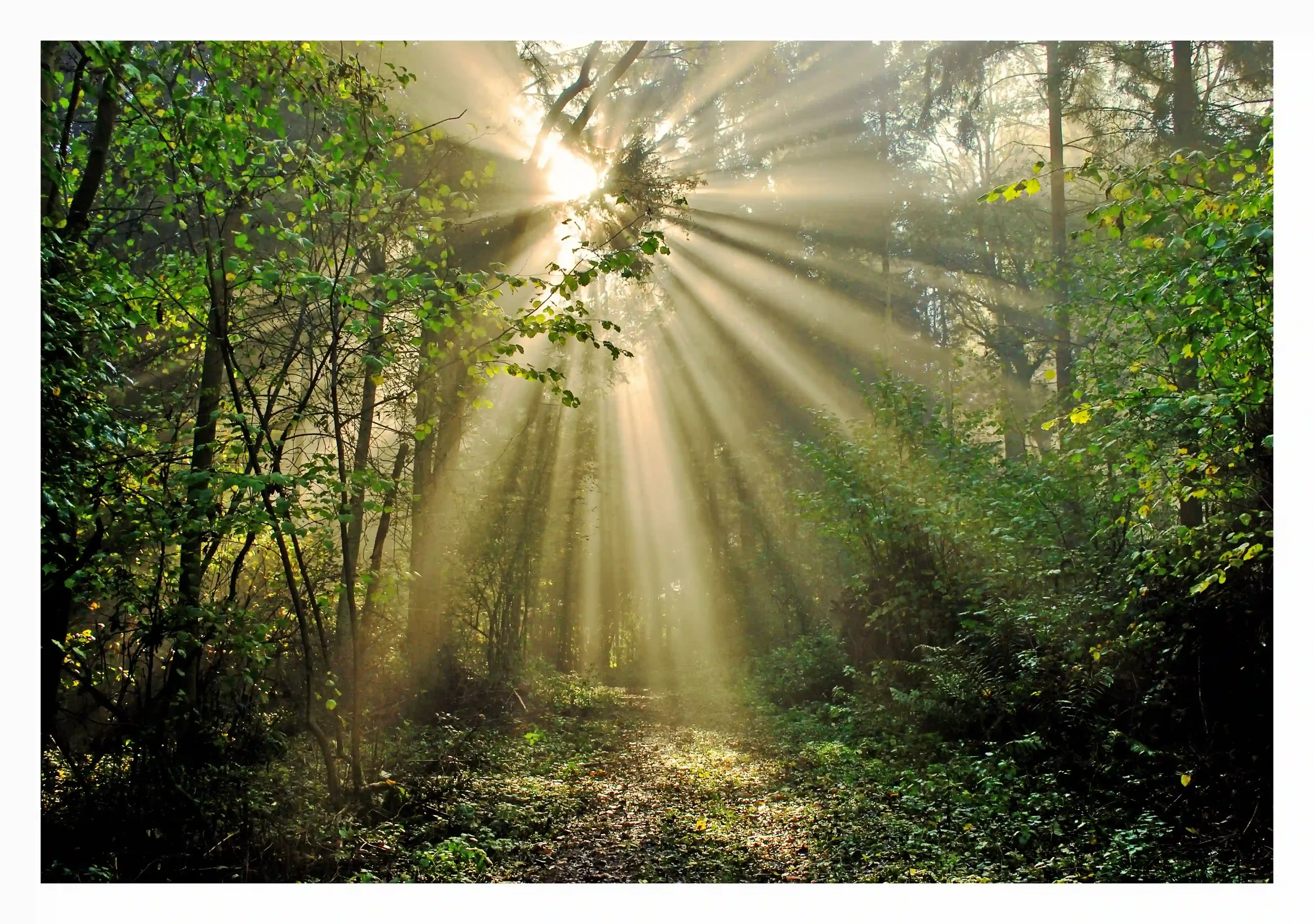 THE MAGICAL STRAWBERRY GROVE
The positive impact nature can have on the mind, body and soul shall always just how important it is to treasure the natural landscapes we still have. It has this way of soothing and comforting us; in such a way we always