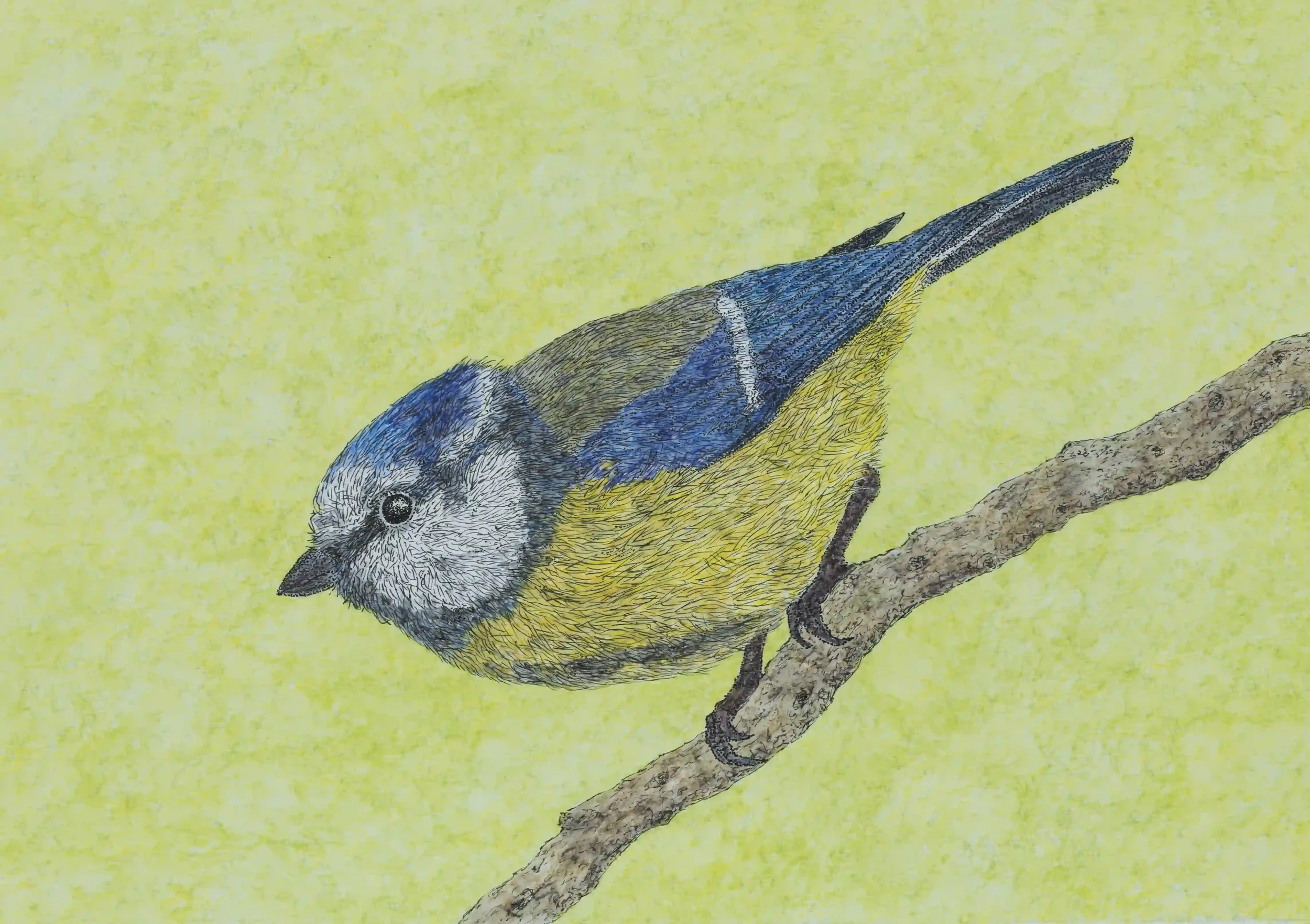 BLUE TIT:  Blue Tits appear so vibrant and energetic in colour, moving around so quickly in an elegant way. Inspired by my own photo.
Fine Line pen and watercolour pencils, Original on A4 watercolour paper