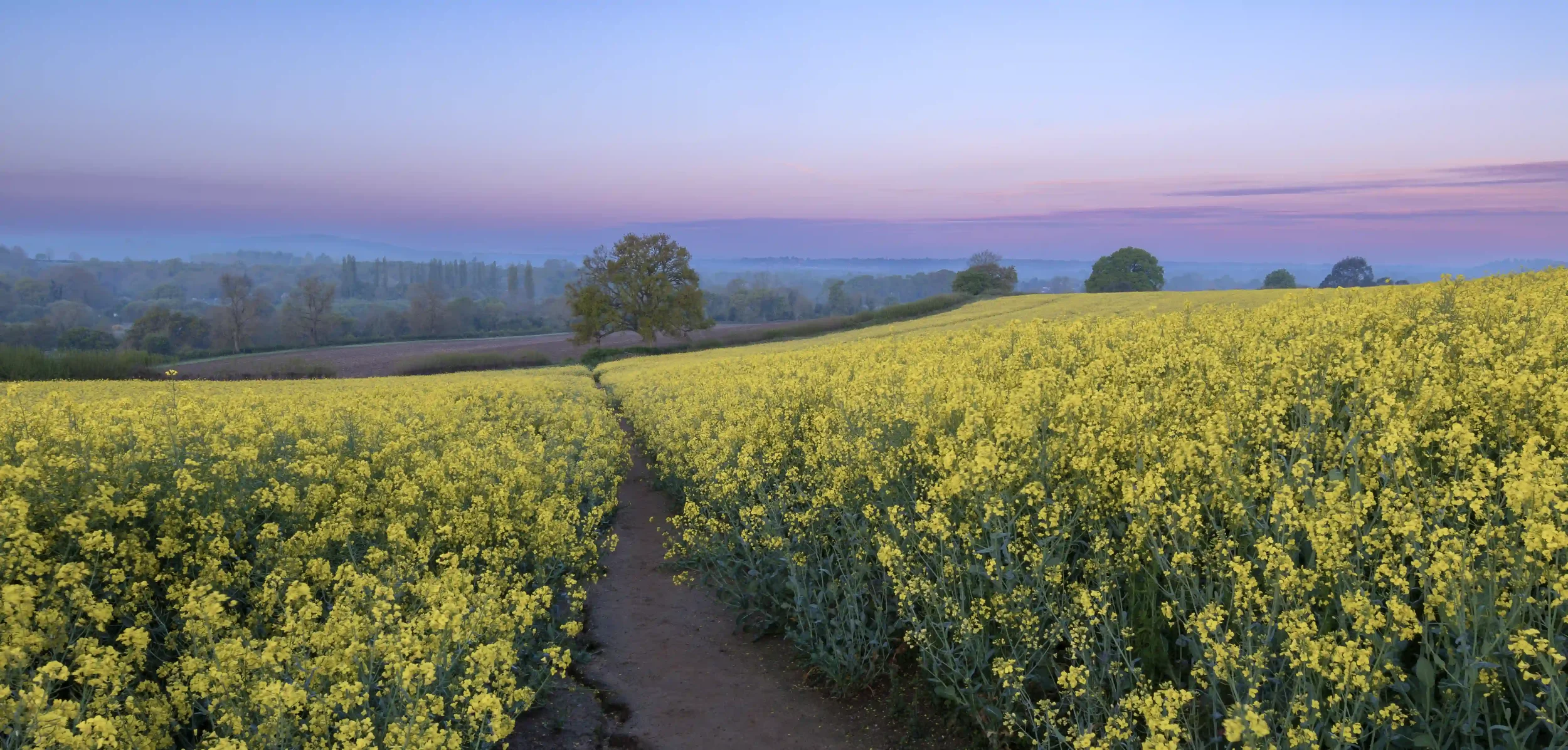 Surrey Hills