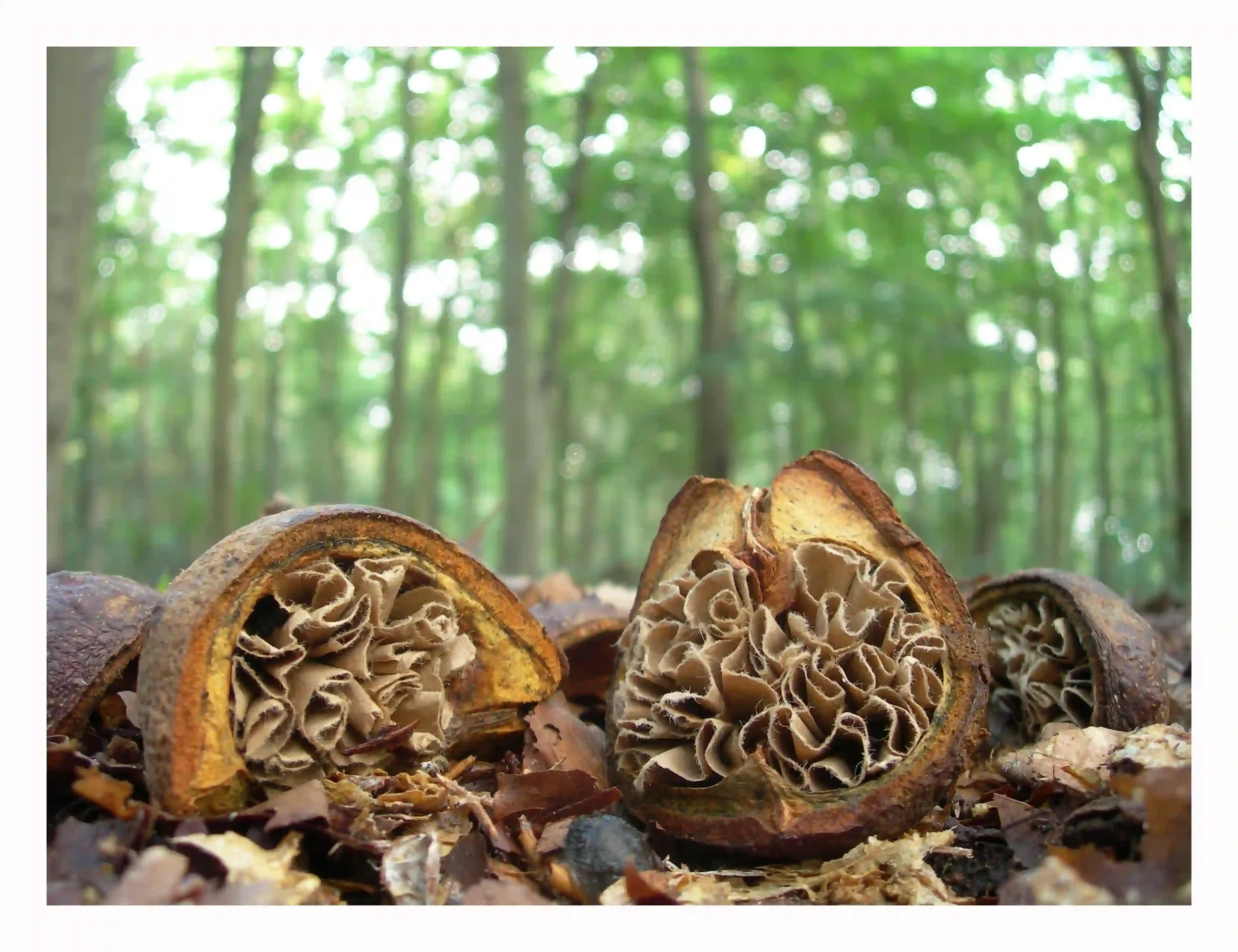 Conker shell and paper motion
The conker shells themselves are part of a natural cycle; a process of spreading seeds then decomposing to further feed the woodland floor. Interacting with the forms using brown paper curls to suggest motion and constan