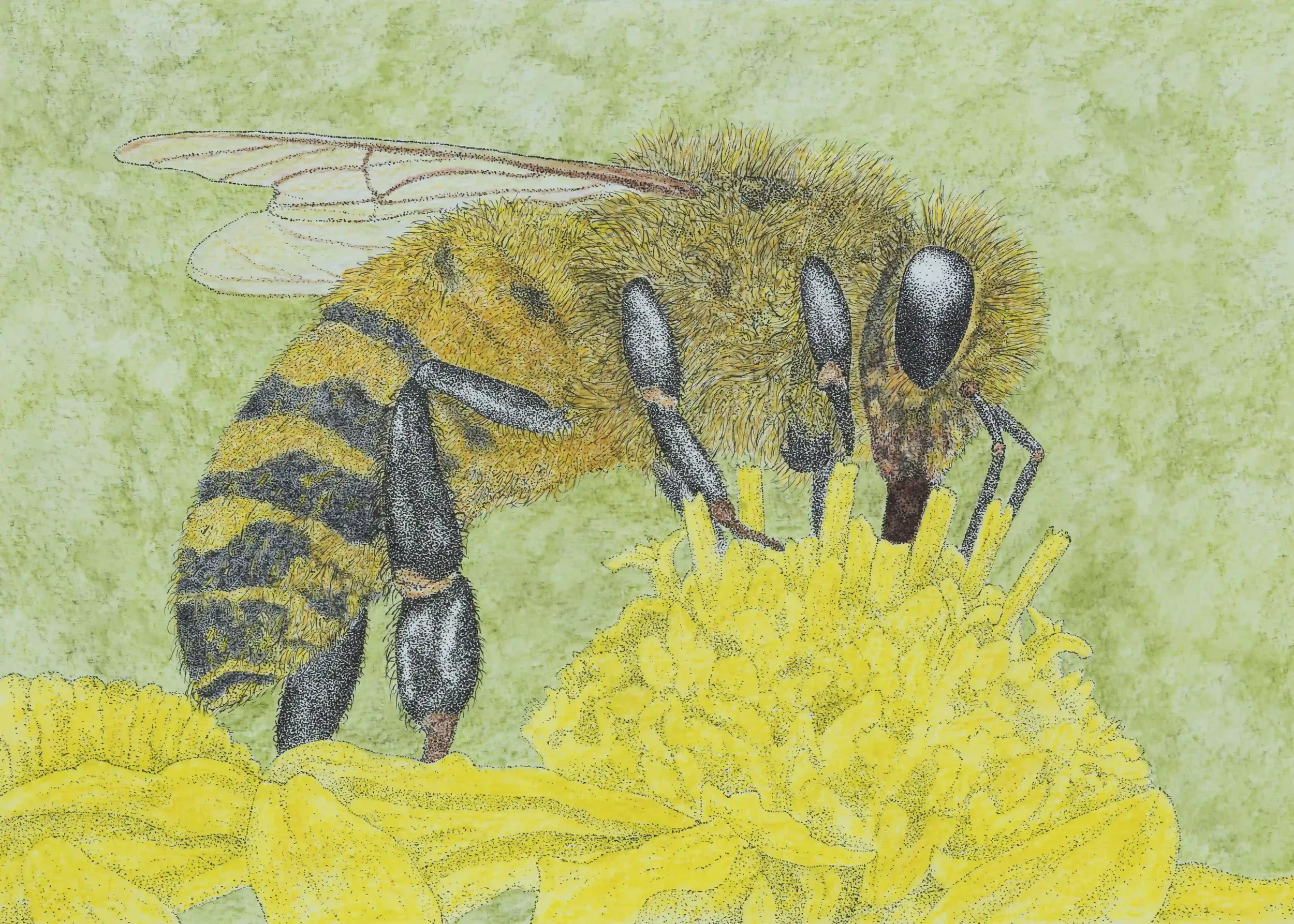 Insects