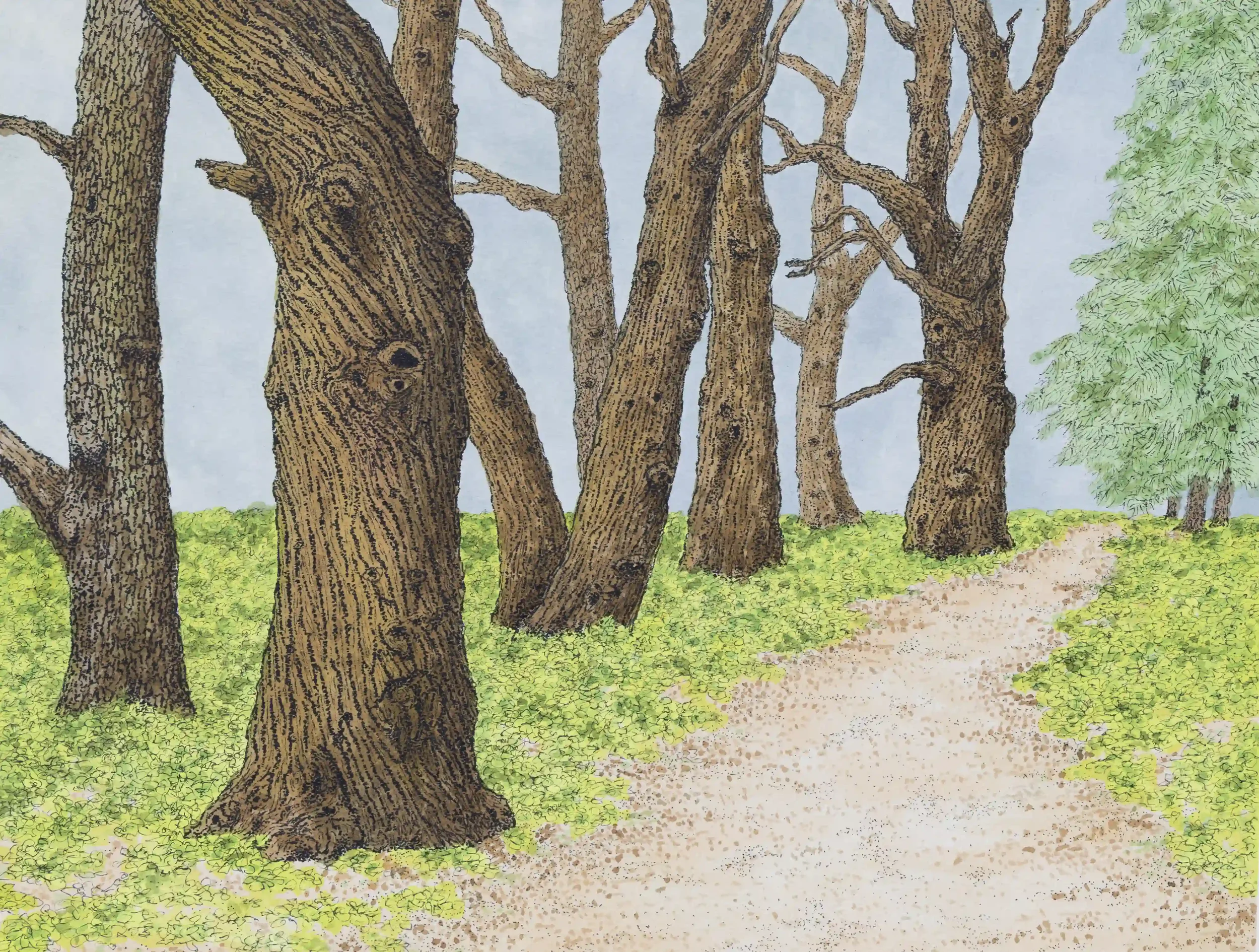 A PEACEFUL CHANTRYS PATH...
Fine Line pen and Inks, Original on A4 watercolour paper
Location; The Chantry Woods, Guildford, Surrey, UK. 
Following the paths of the Chantry Woods always such a tranquil feeling, areas where intriguing trees with such 