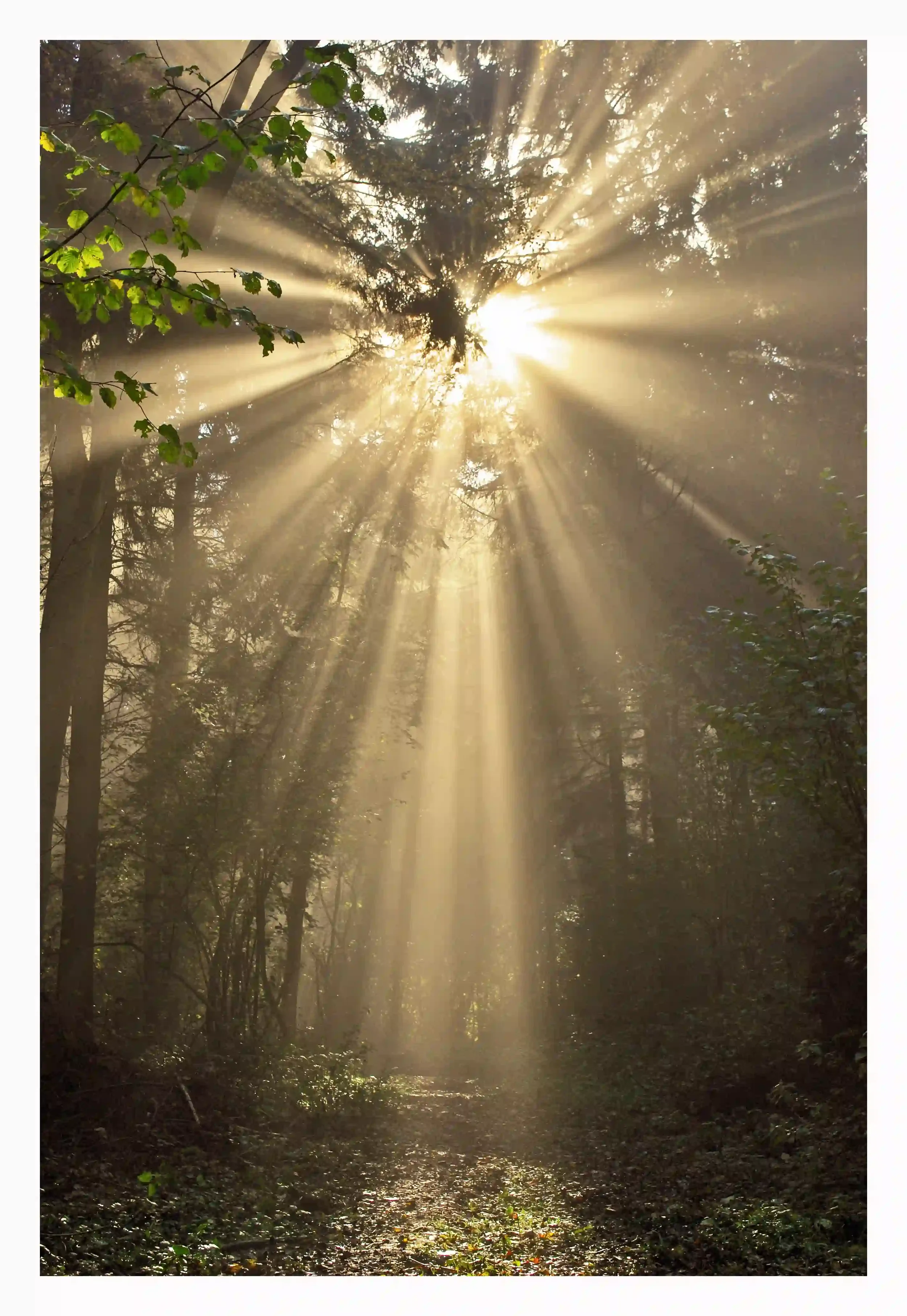 SHIVELIGHT
A foggy morning when the woods felt as if they were coming alive by the streaking warm rays of sunlight that had managed to pierce the tree canopy. 
Strawberry Grove, Guildford, Surrey, UK.
