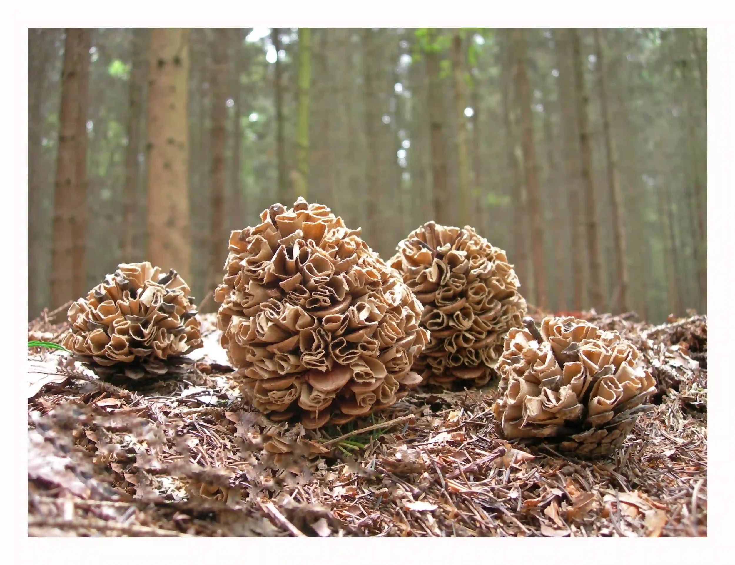 brown paper curls in  pine cones#2# copyWEB FILE.webp