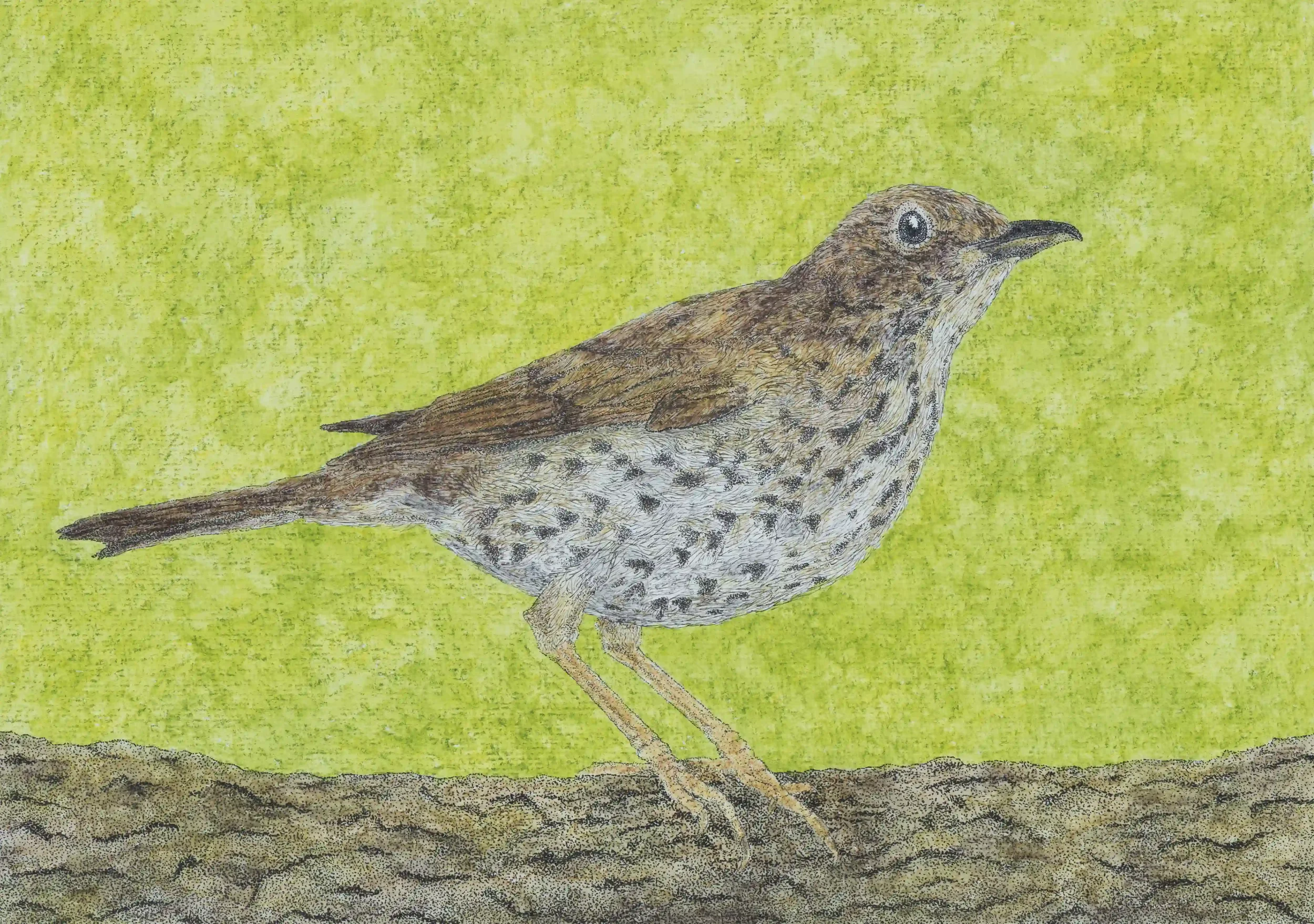 SONG THRUSH: Birds that have a wonderful repetitive tune to them with such a strong and captivating performance. Seeing their warming browns and elegant patterns on the front reminds me that beauty in nature is not always about bright colourful patte