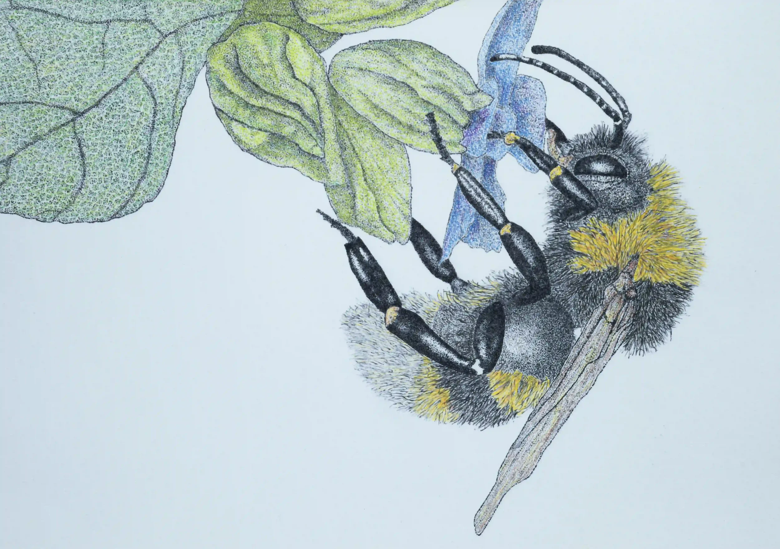 BUMBLEBEE IN BALANCE; So fascinating to watch in action as the bee has a way of temporarily keeping an intricate balance; I find the colour so soft and warming to see. Inspired by my own photo. Fine Line pens and pencils; photo and high-quality print