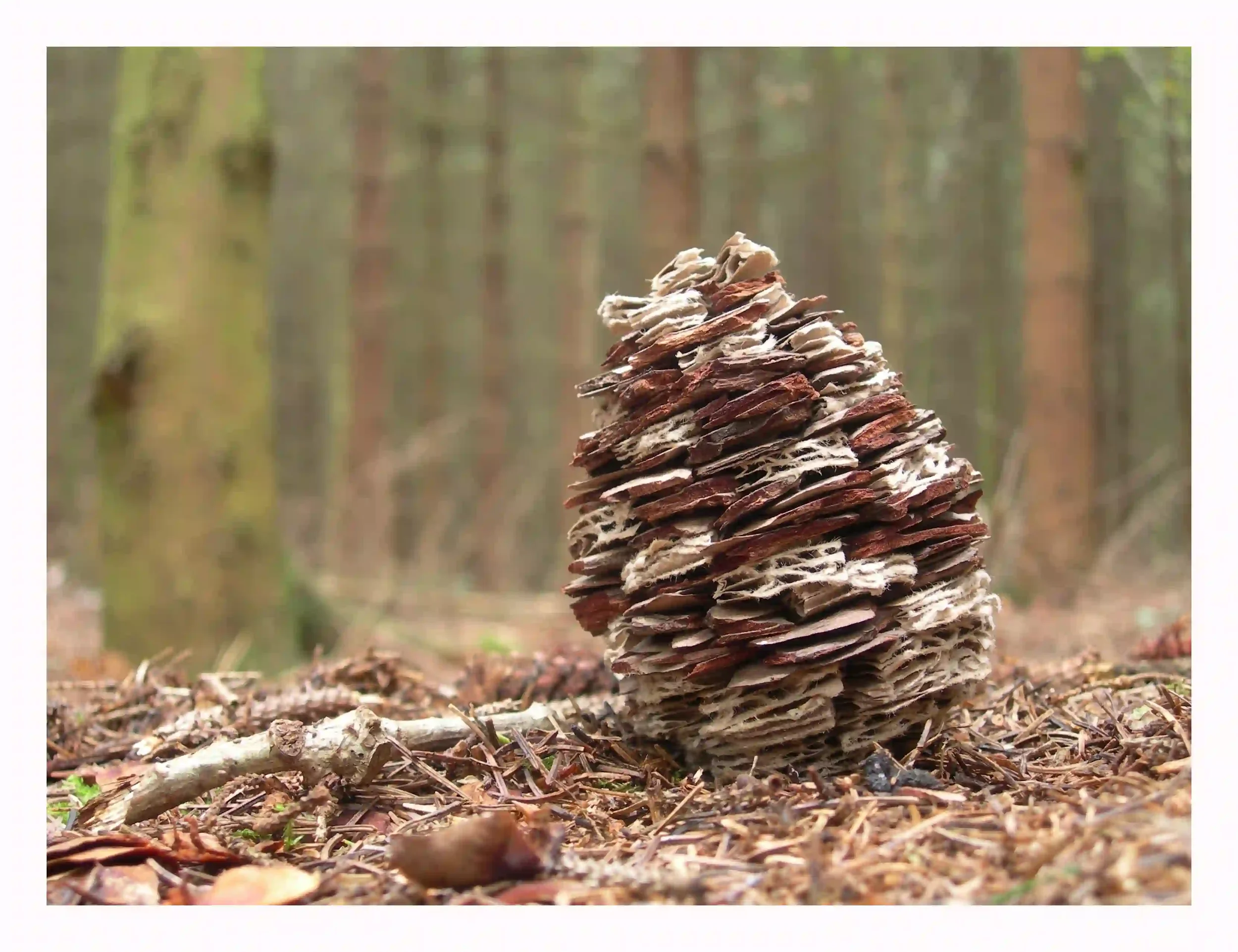 Card bark cone retake...
Was so intrigued by the simple shape of pine cones. Using card and small sections of bark to layer and reform a simple natural shape.
