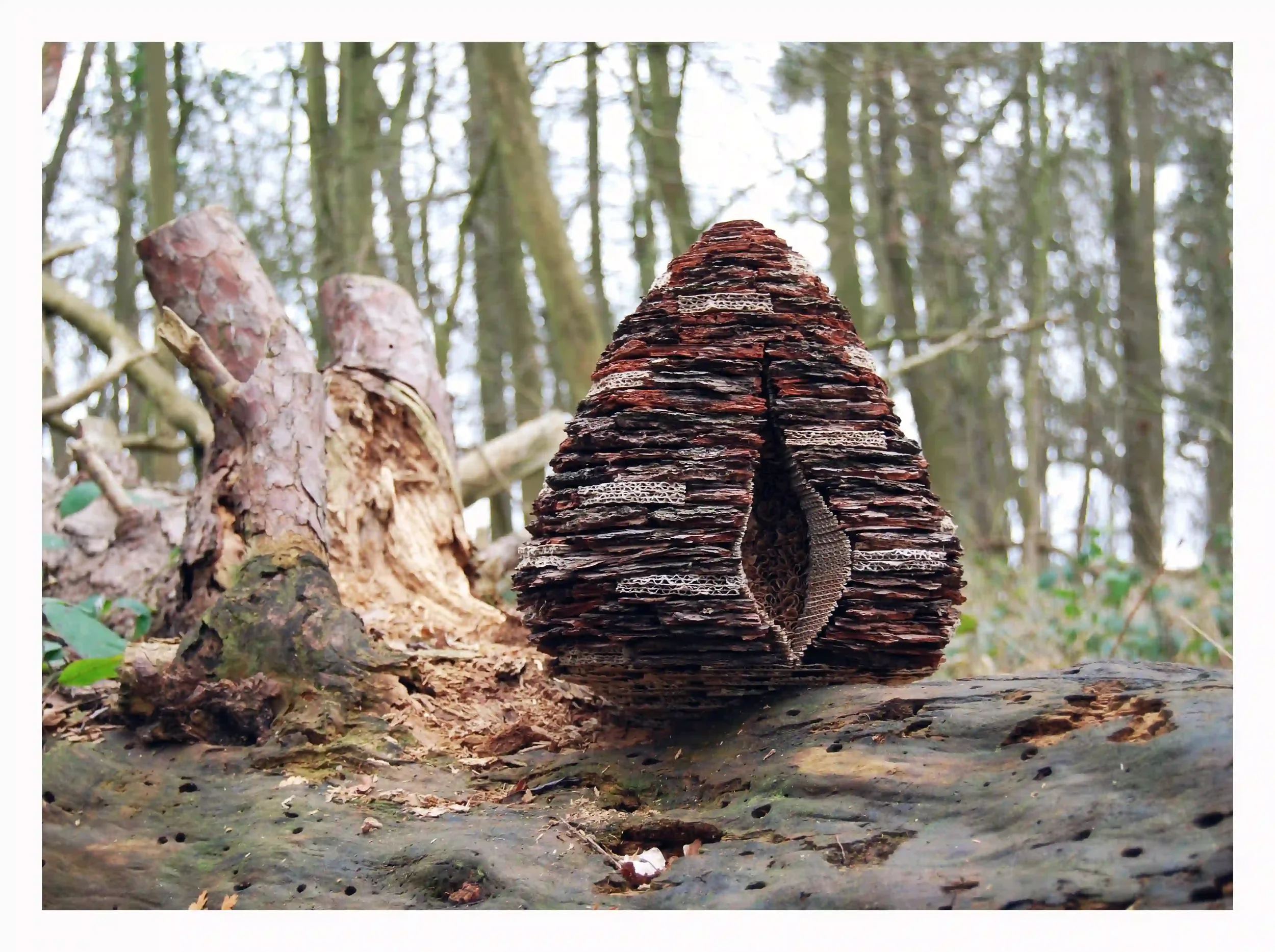 bark card and paper big cone on tree## copyWEB FILE.webp