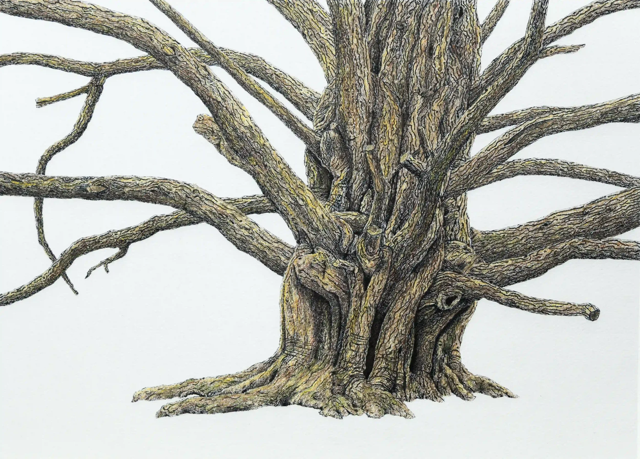 MATURE YEW TREE#2#...
Fine Line pens and pencils; photo and high-quality print on watercolour paper of original B&W – worked over in colour. (A3) 
Inspired by own photo from Newlands Corner, Albury, Guildford, Surrey, UK.
Each tree is so unique, indi