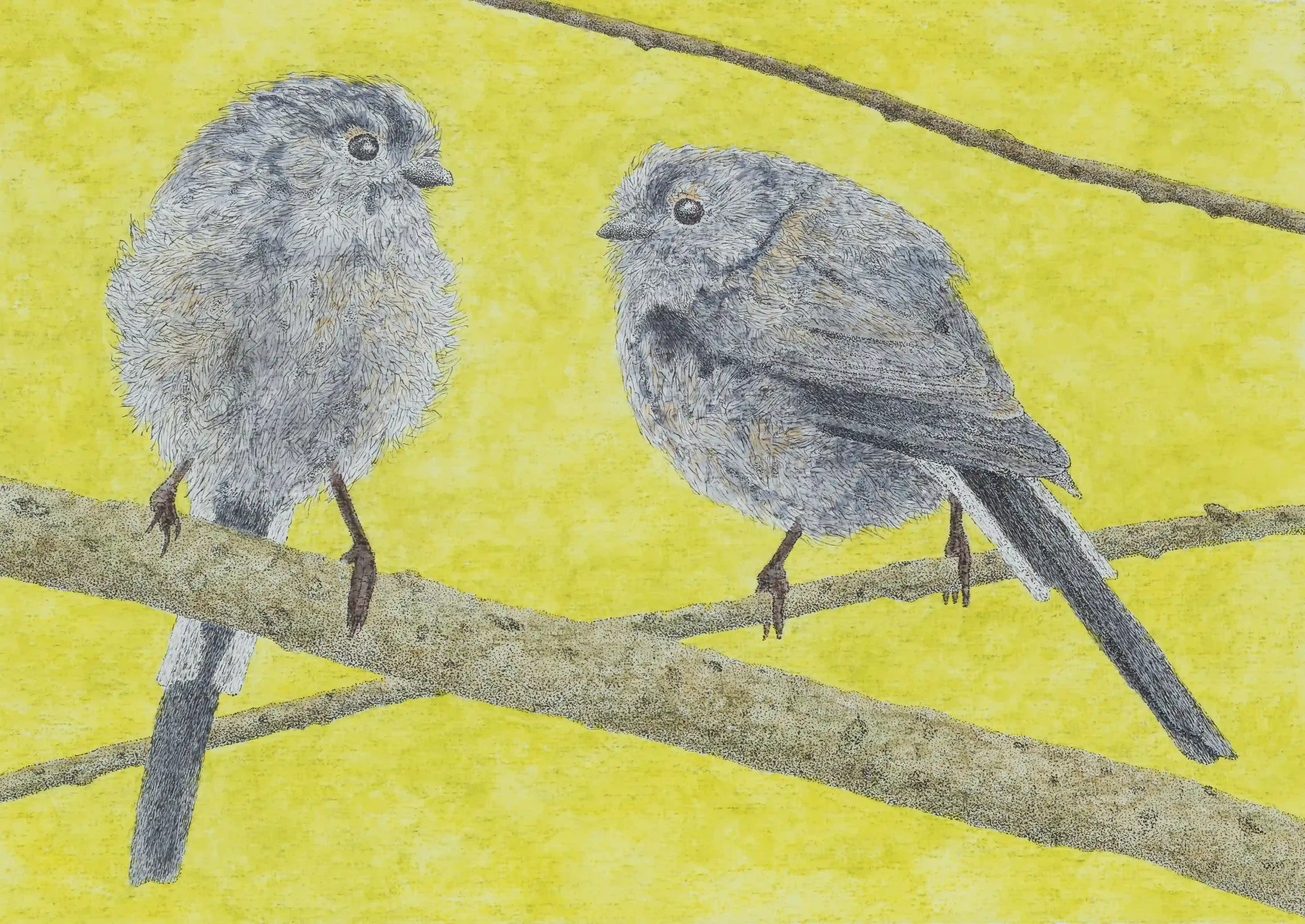 LONG TAILED TITS; I was captivated by the soft and delicate details of the small Long tailed Tits I had been watching amongst the vibrant green bushes. The way they could move so elegantly and obtain balance on thin branches was so inspiring to watch