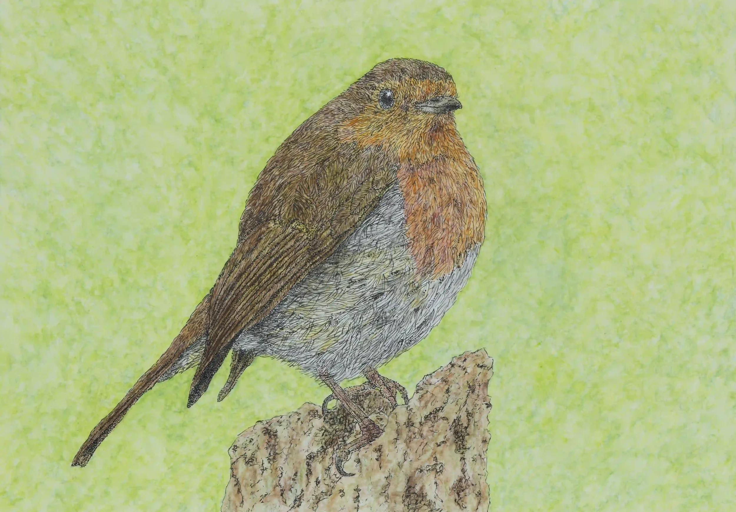 ROBIN; A robin who made me feel so warmly welcomed amongst nature, looking at me with compassion; making my presence feel truly appreciated. Moments like this when amongst nature can have such a magical way of reminding us what a gift life on earth c