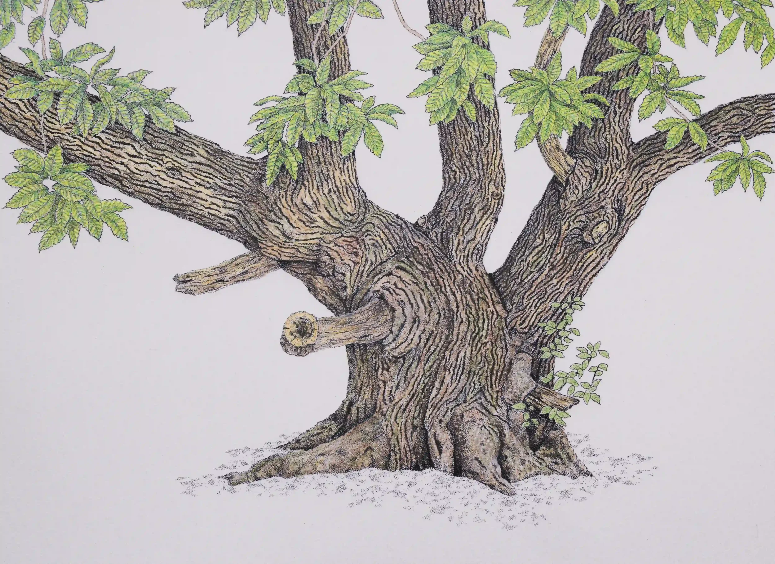 CHARACTER OF THE CHANTRYS#2   
Fine Line pens and pencils; photo and high-quality print on watercolour paper of original B&W – worked over in colour. 
Location; The Chantry Woods, Guildford, Surrey, UK.
This beautiful old sweet chestnut tree was so c