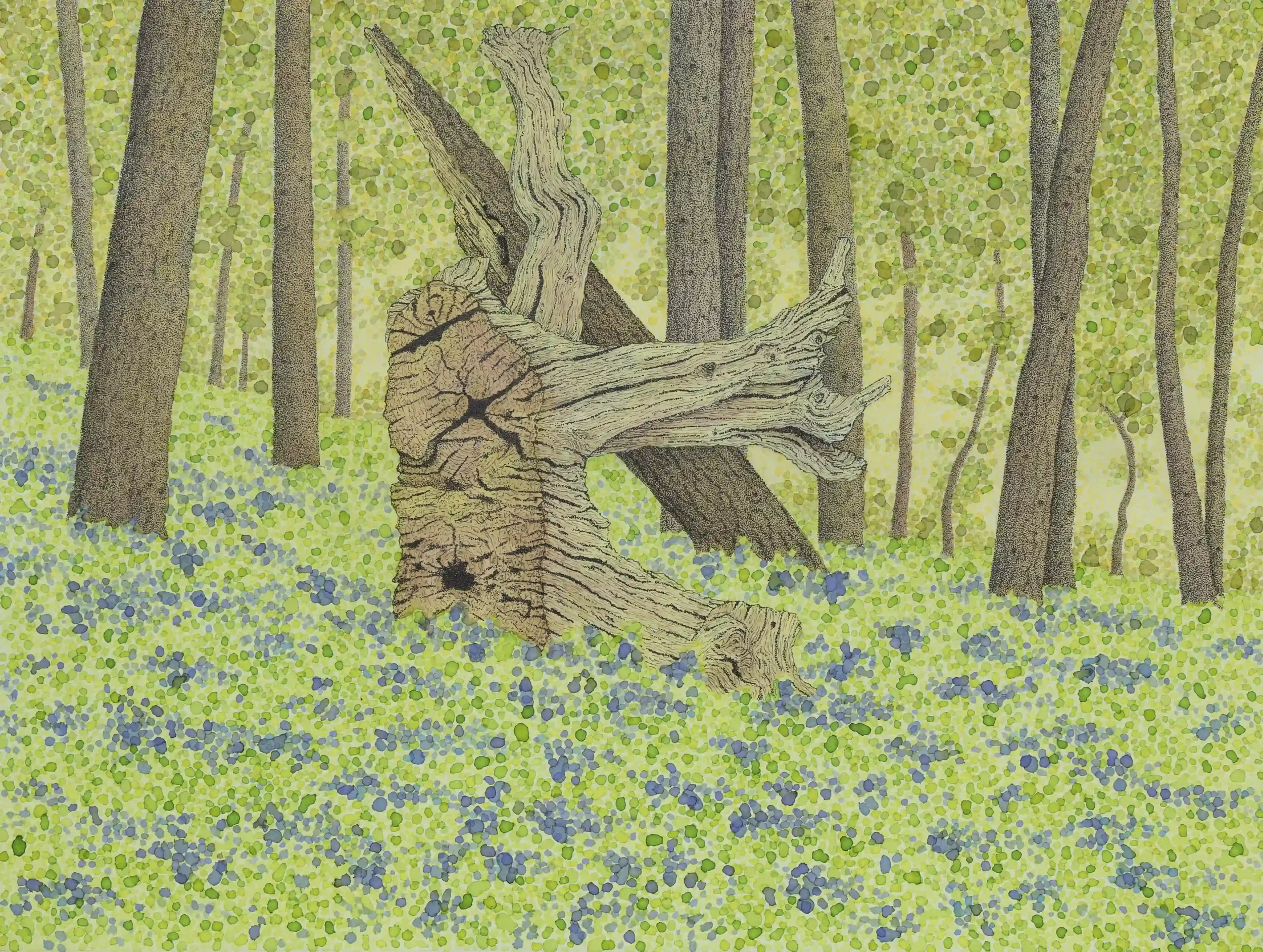 CHANTRY WOOD CHARM...
Fine Line pens and Inks, Original on A3 watercolour paper.
Location; The Chantry Woods, Guildford, Surrey, UK.
Such a tranquil and warm feeling this woodland has in the spring as the Bluebells create a blanket of vibrant colour 
