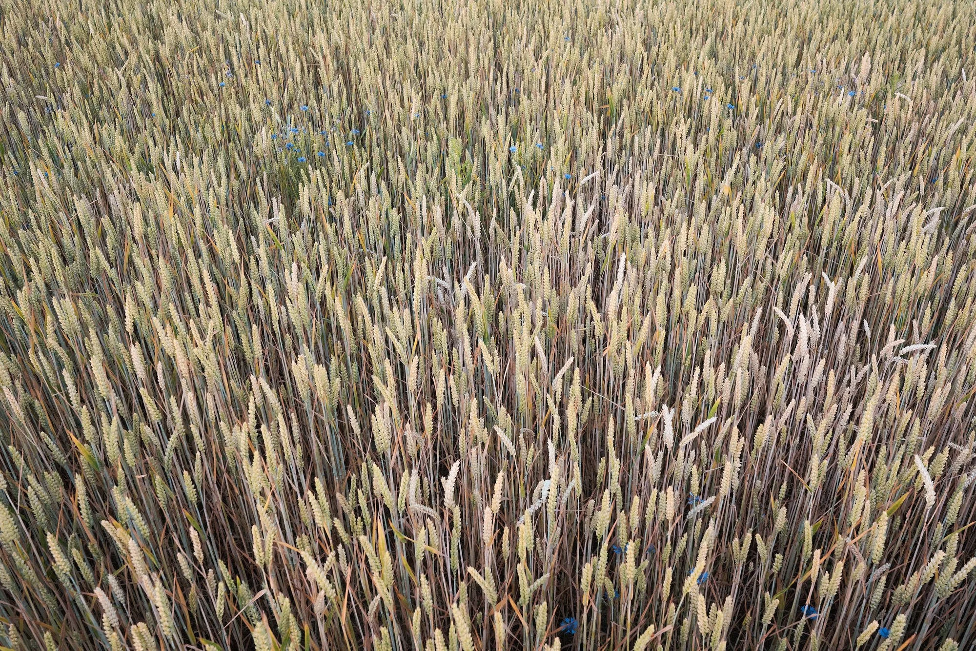 LARGESIZE A7R01206.jpg
