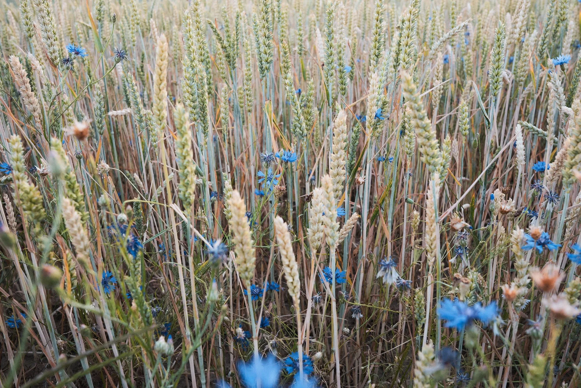 LARGESIZE A7R01205.jpg