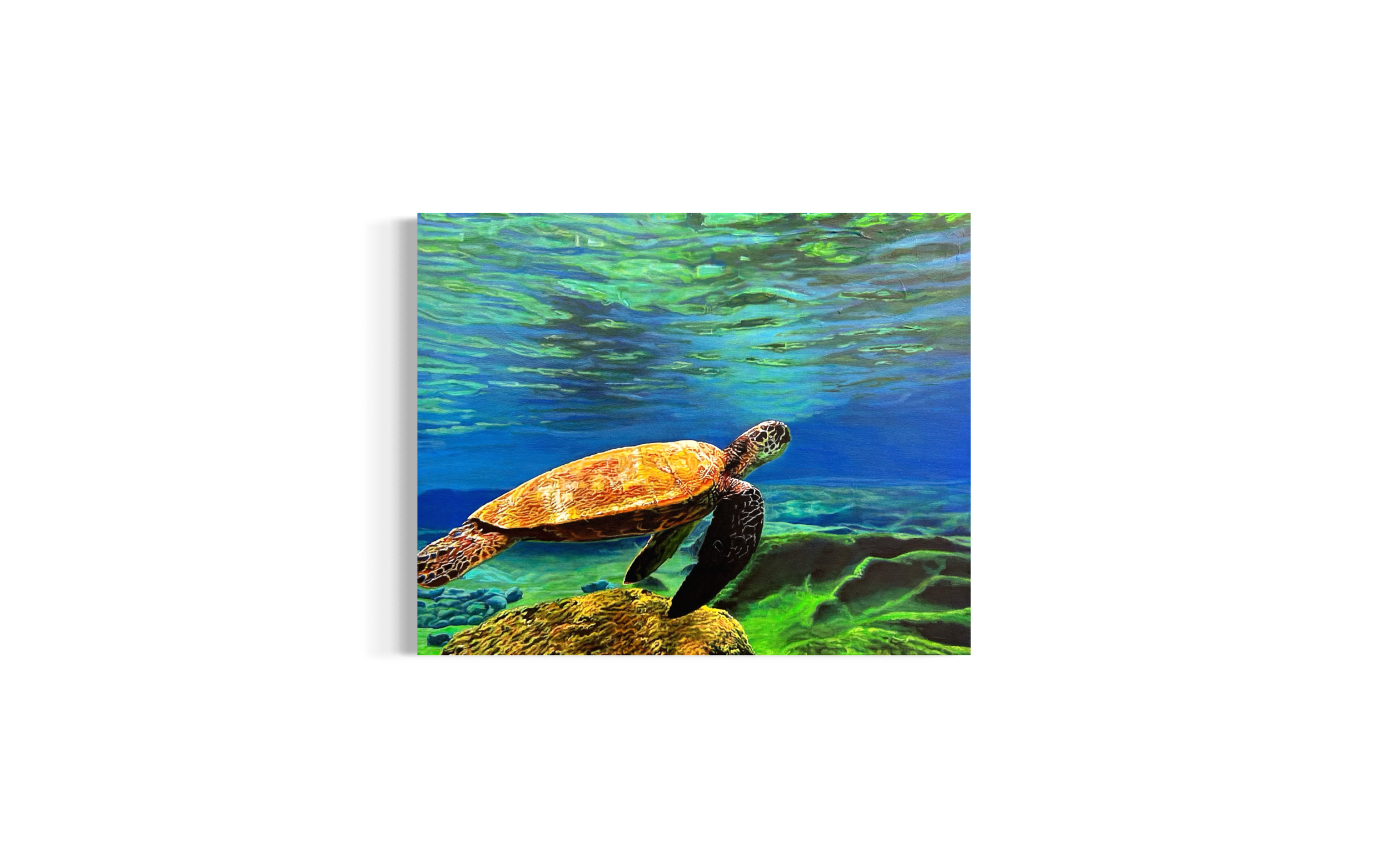 Maui Turtle
