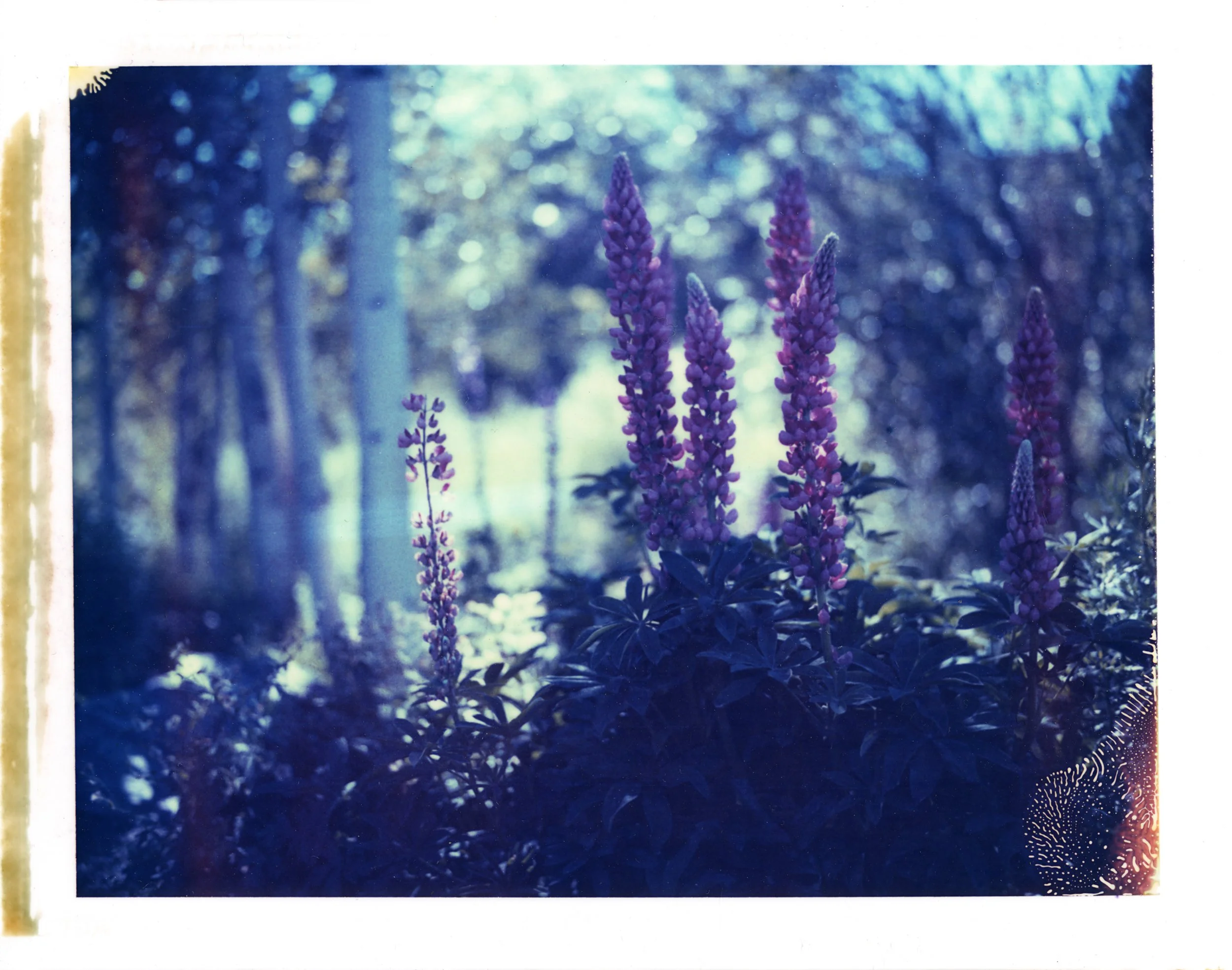 flowers.jpg