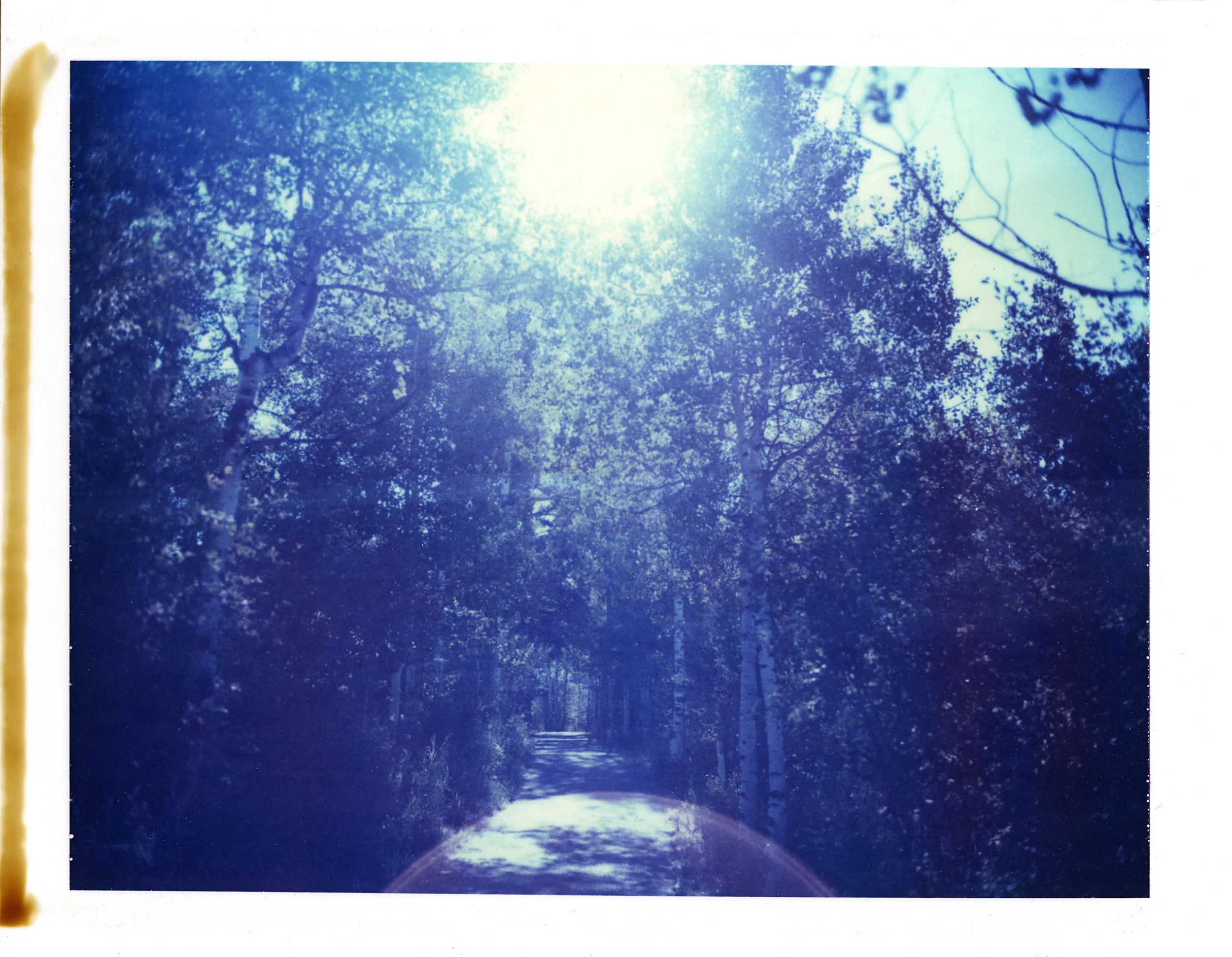 trees.jpg