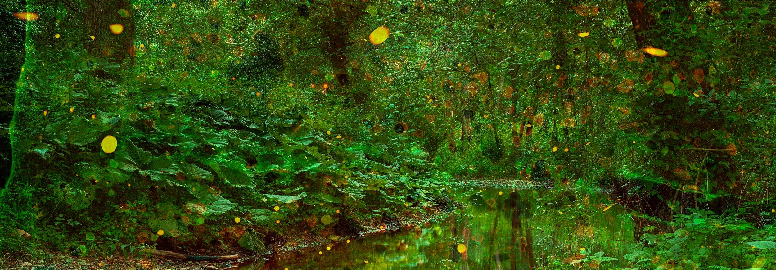 Fireflies.jpg
