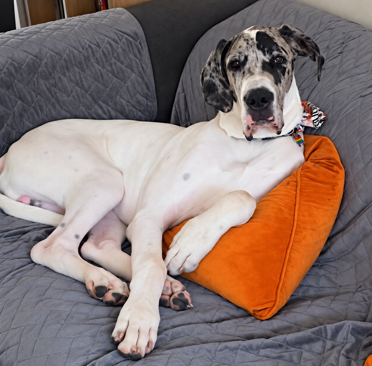 What raising a puppy can teach us about caring for children?