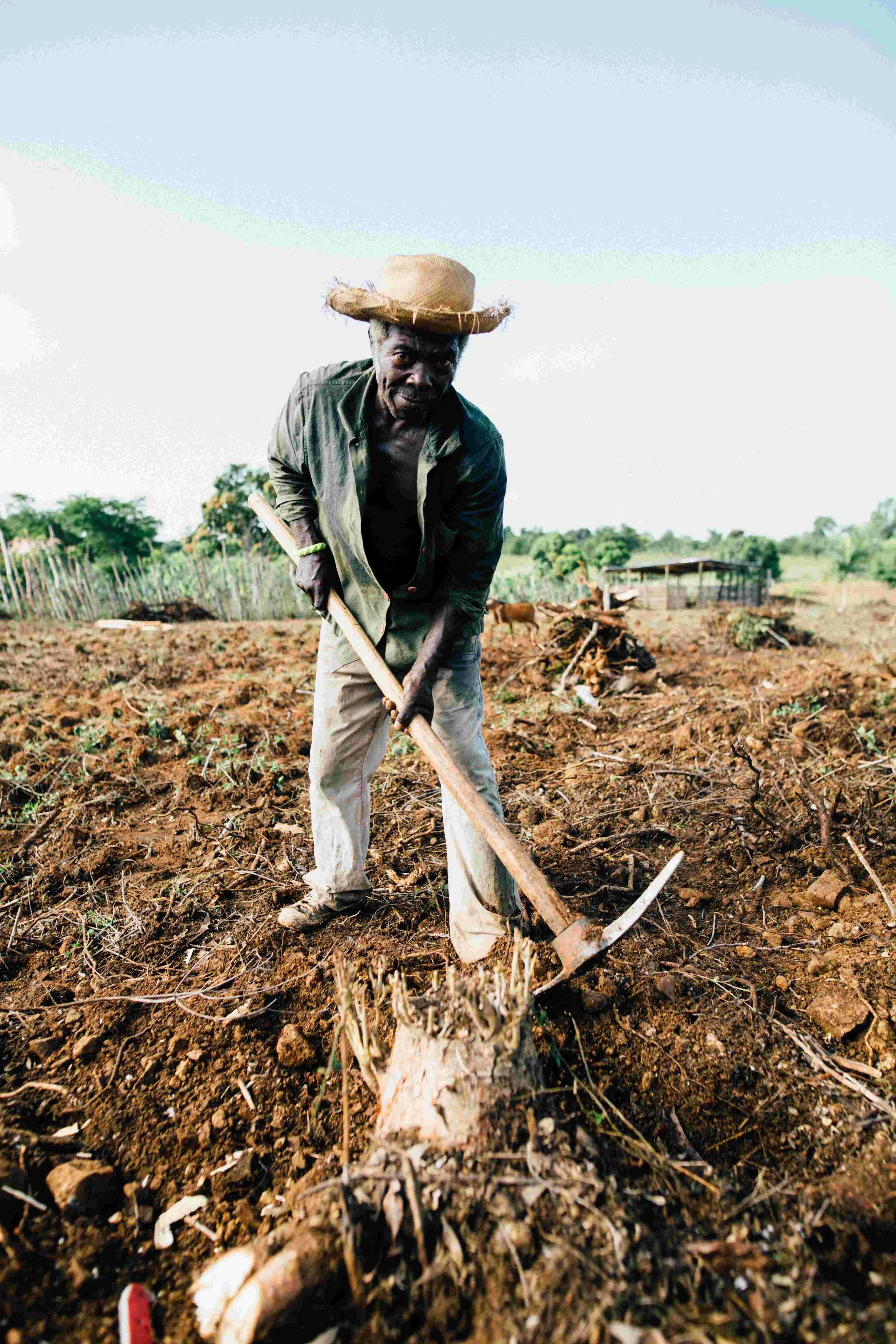 A man wearing a large straw hat and old clothes is working on a farm, using a hoe to till the soil.