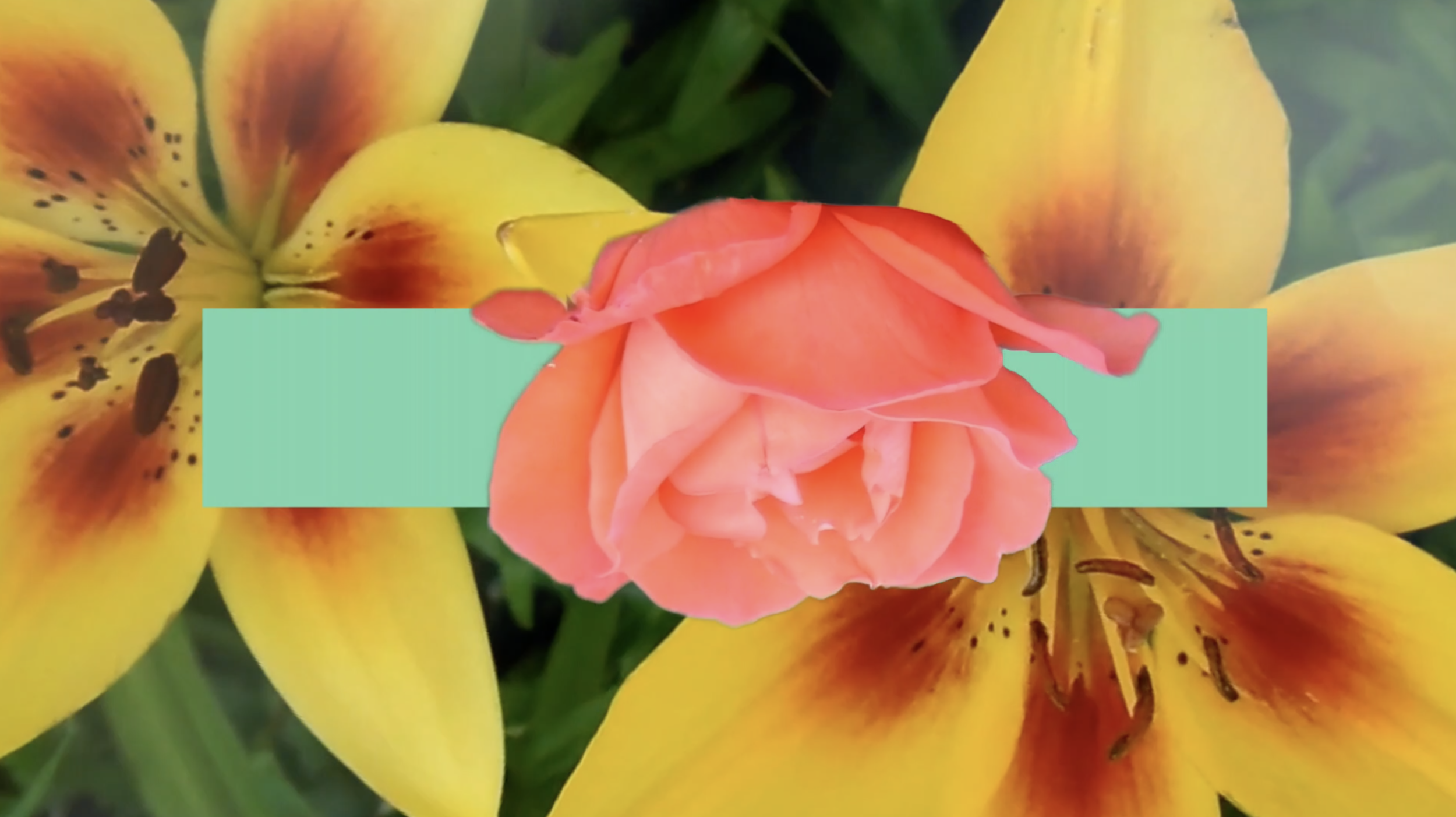Screen+Shot+2019-05-12+at+2.38.32+PM.png.webp
