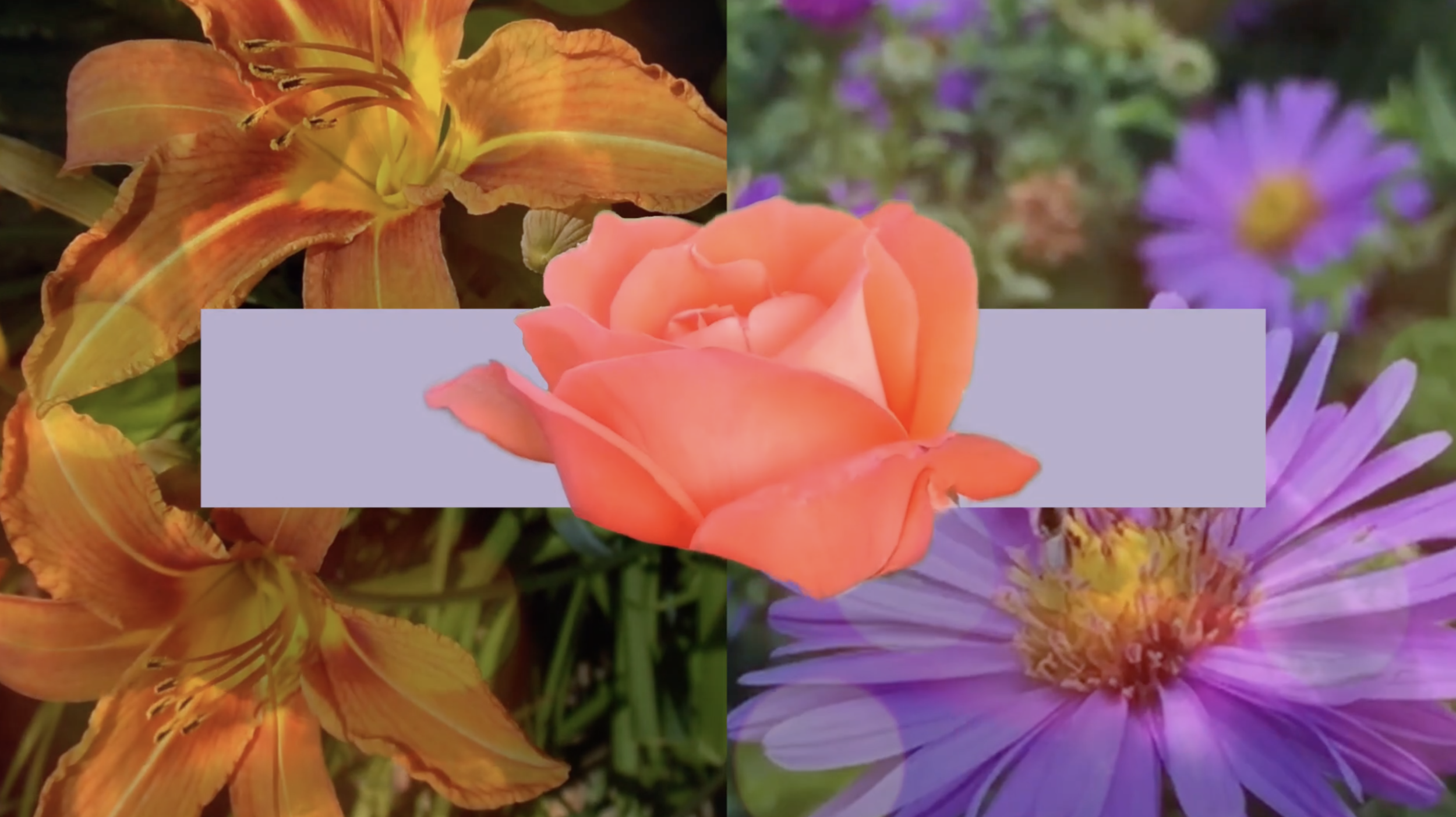 Screen+Shot+2019-05-12+at+2.32.57+PM.png.webp