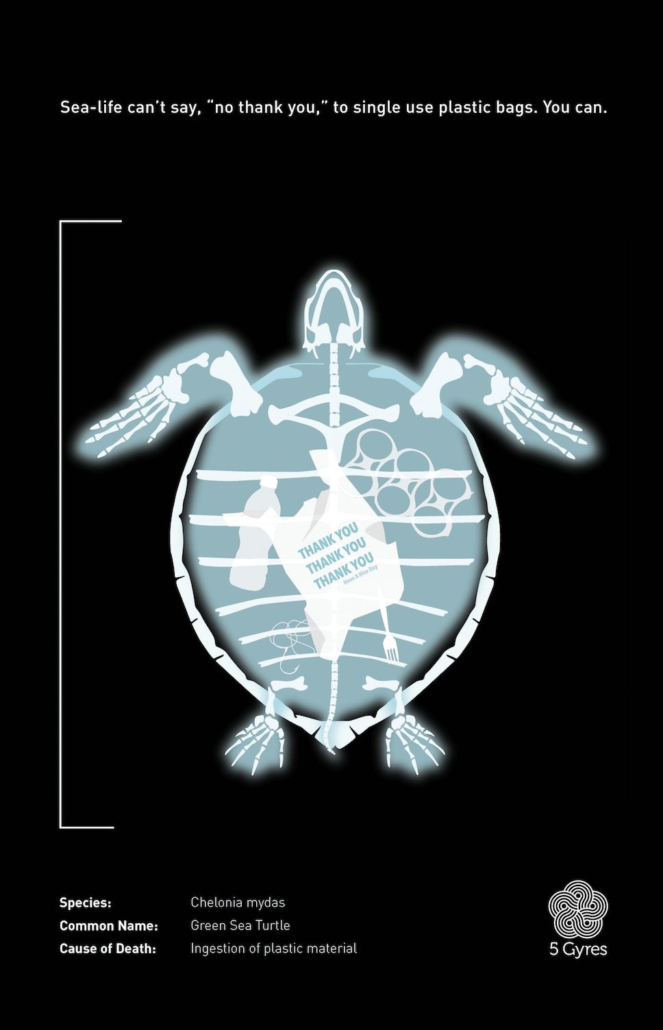 TurtleAd.webp