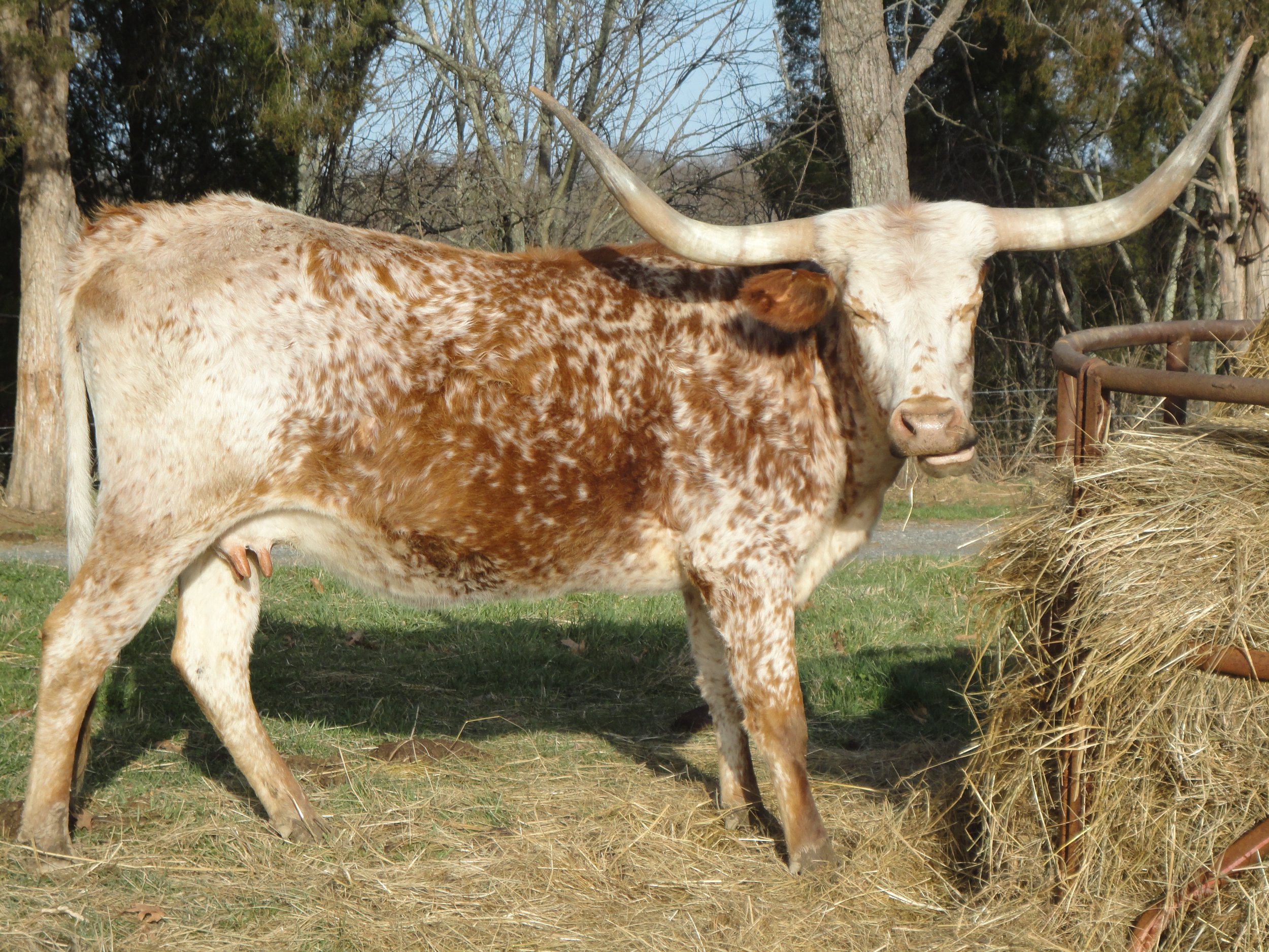Longhorn, 2010