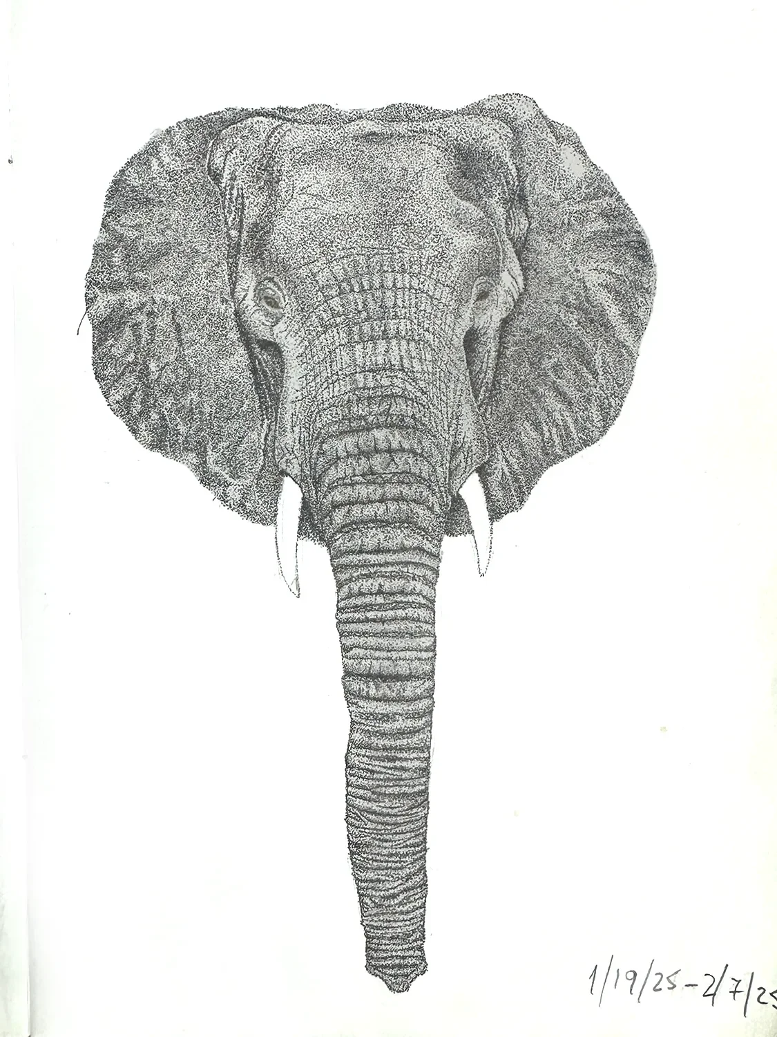 Elephant-main.webp