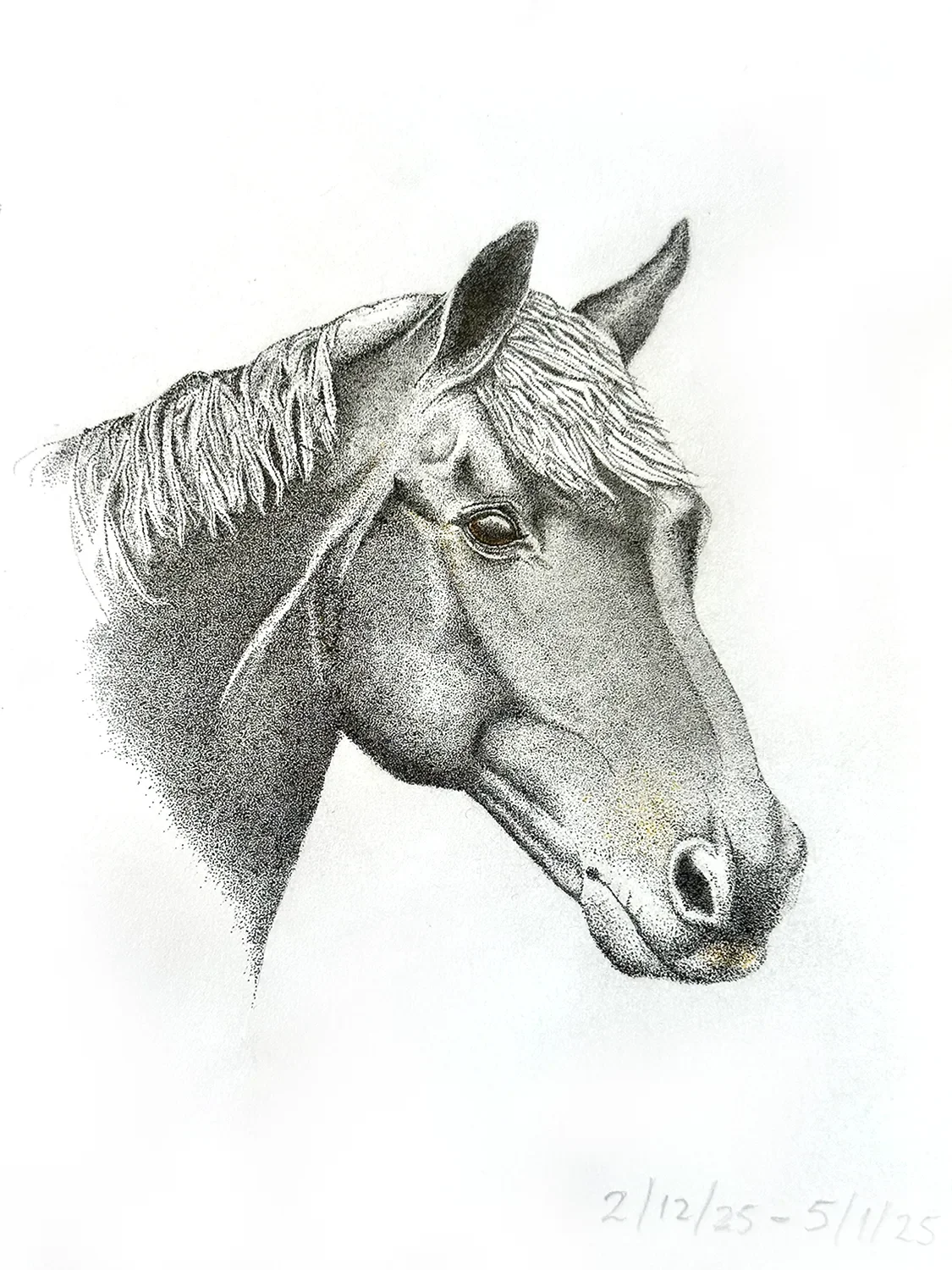 Horse-Main-01.webp