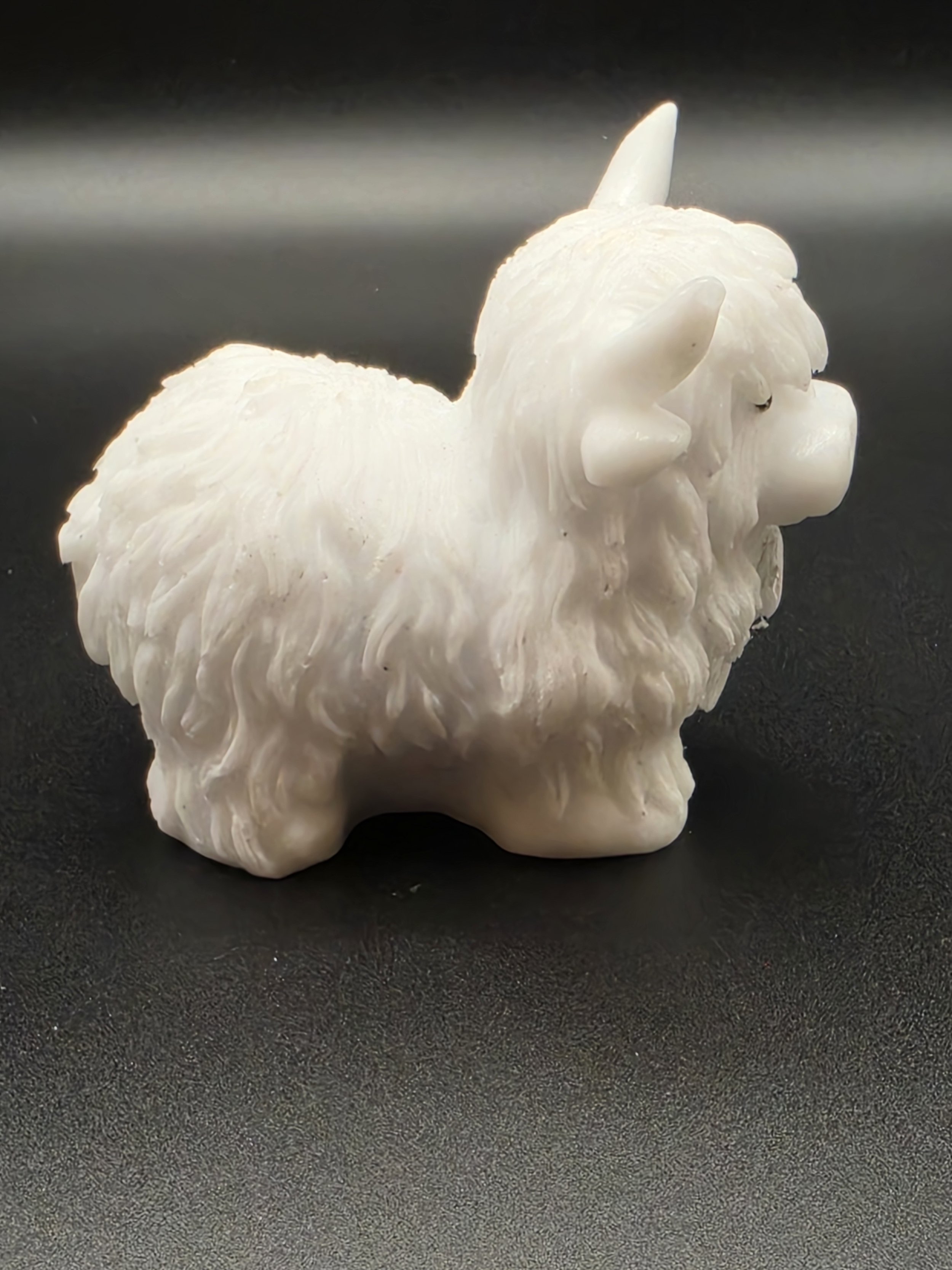 White Highland Cow