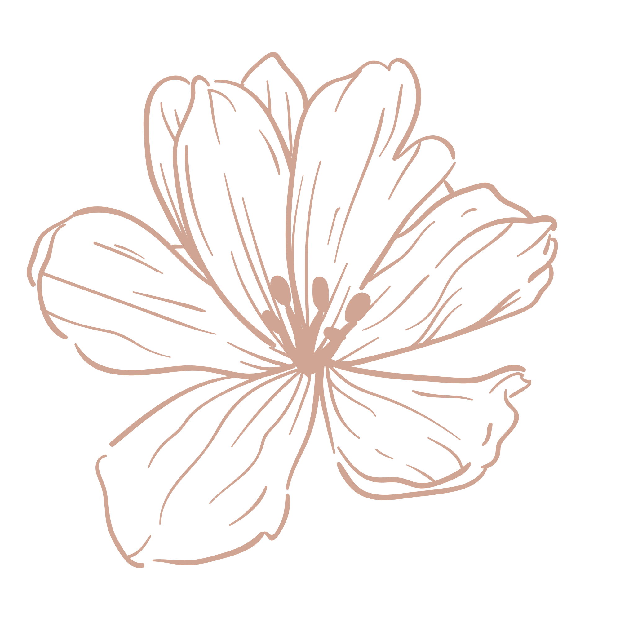 Line drawing of a blooming flower with large petals on a black background