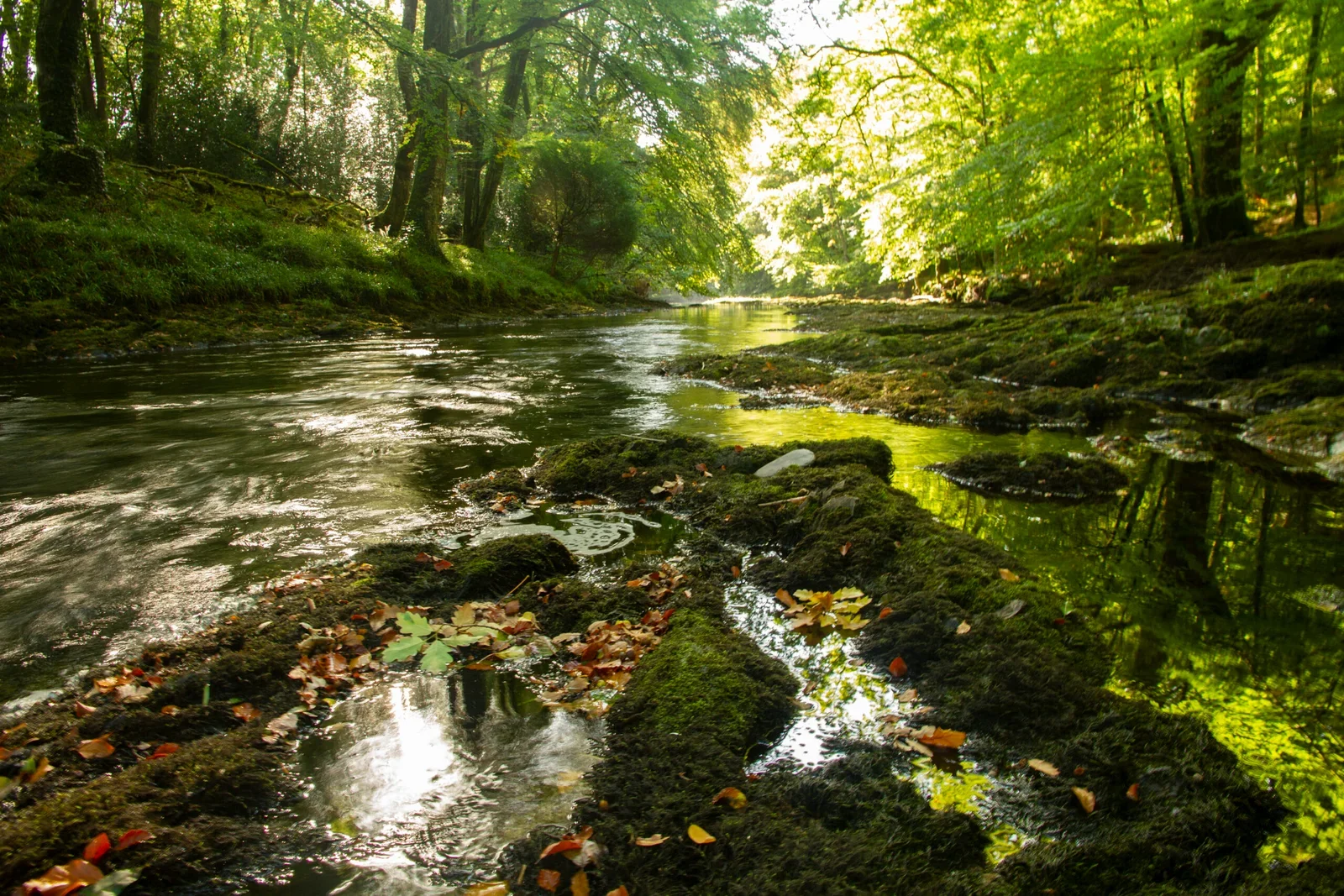 A peaceful forest stream flowing over moss-covered rocks, surrounded by lush green trees with sunlight filtering through the leaves.