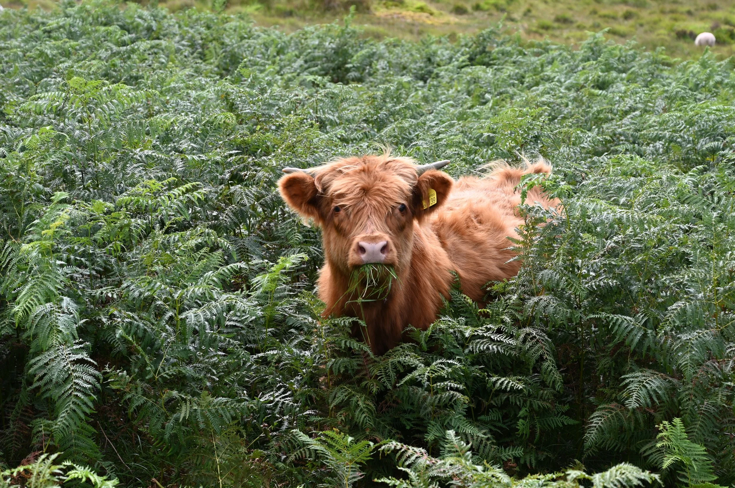 A brown cow with a yellow ear tag standing among green fern plants in a lush field.