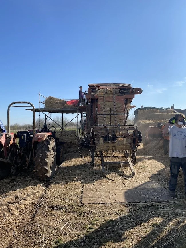 south west straw harvest wheat straw craft master thatcher Elijah Francis thatching in Cornwall and Devon