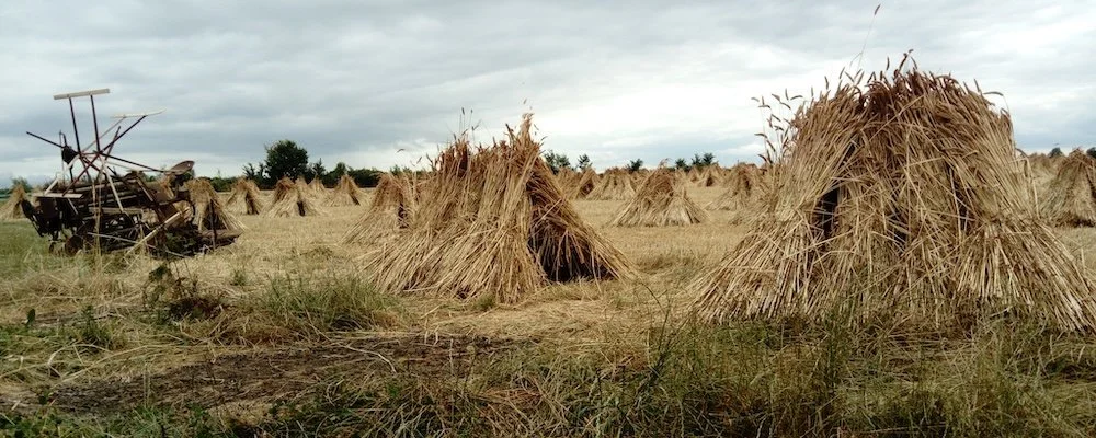 south west straw harvest master thatcher Elijah Francis thatching wheat straw and water reed Cornwall and Devon