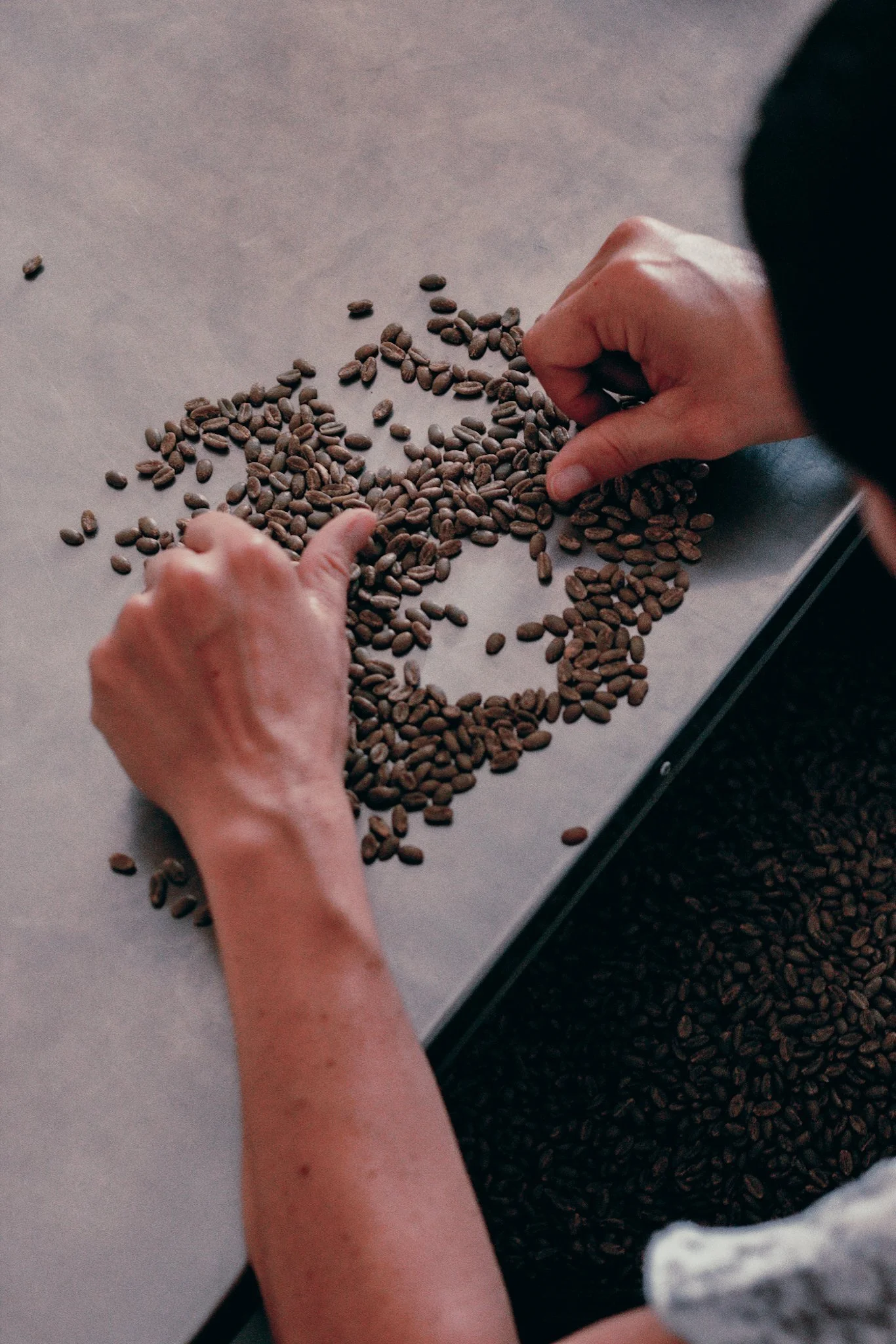 A person sorting roasted coffee for superior quality coffee sourcing, exporting, and importing
