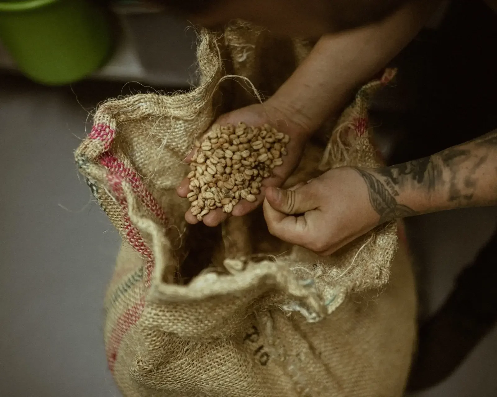 Know Where Coffee green coffee sourcing - Person holding high quality green coffee beans from a burlap coffee bag.