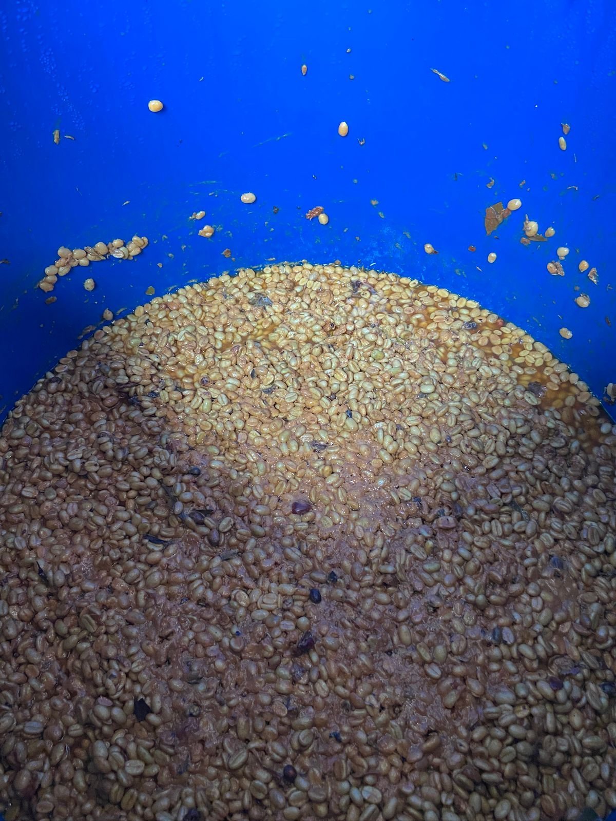 close up image of specialty coffee process at Finca El Mirador in Pitalito, Huila, Colombia. Here, pulped coffee sits in a blue barrel during fermentation