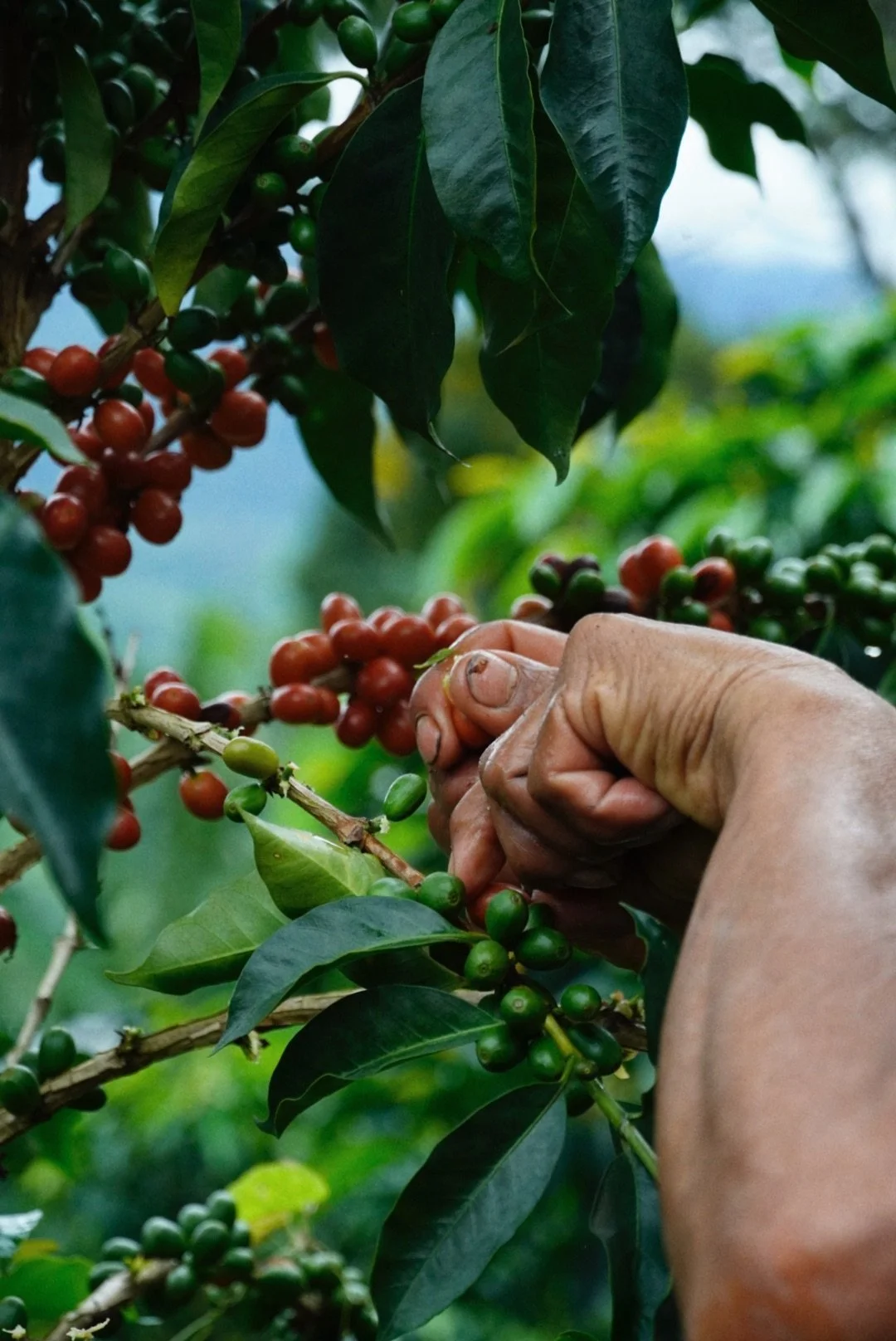 pink bourbon cherry harvested at Patio Bonito in Cauca Colombia