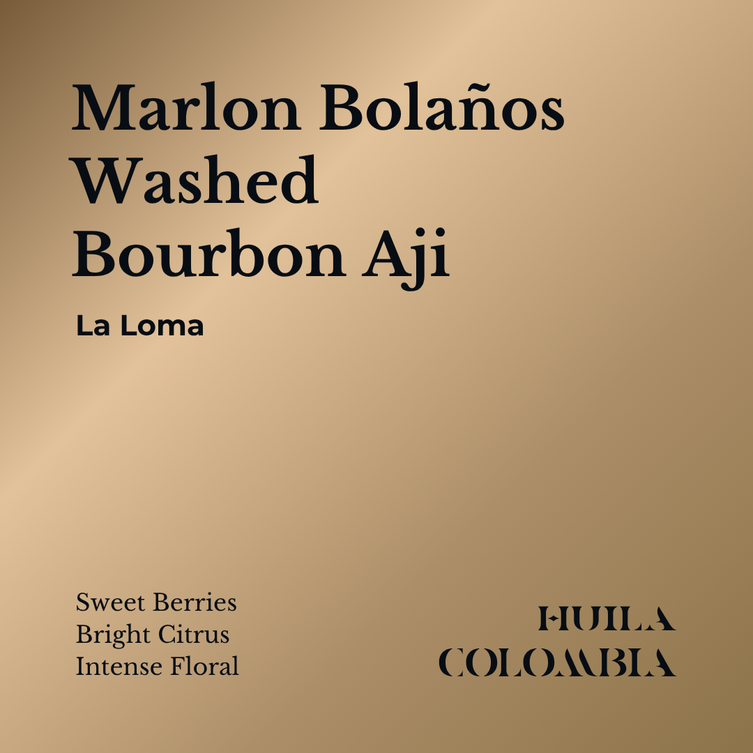 Fresh roasted B. Ají Washed Coffee from Huila, Colombia by Marlon Bolaños with notes of Sweet Berries, Bright Citrus, and Intense Floral.