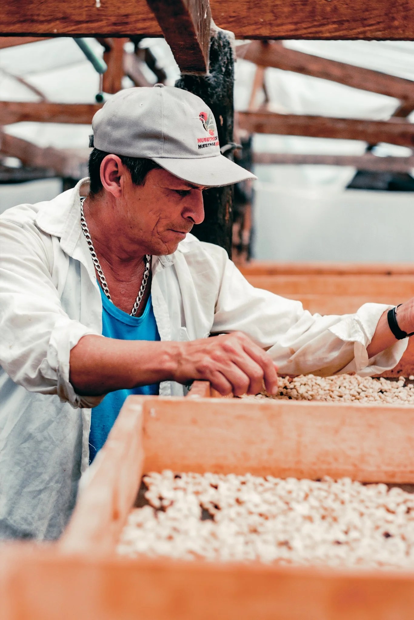 Colombian Coffee producer wearing a cap is inspecting coffee quality on raised drying bed during coffee processing